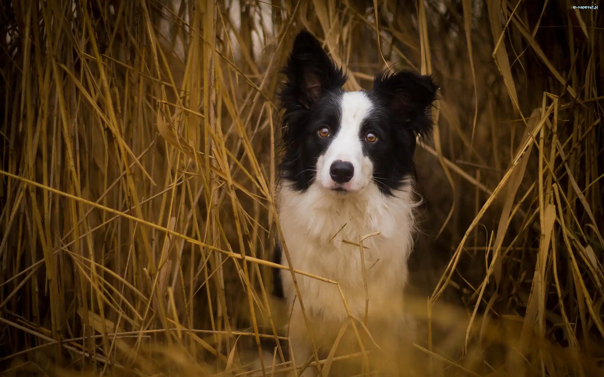 Border Collie, Zboże, Suche