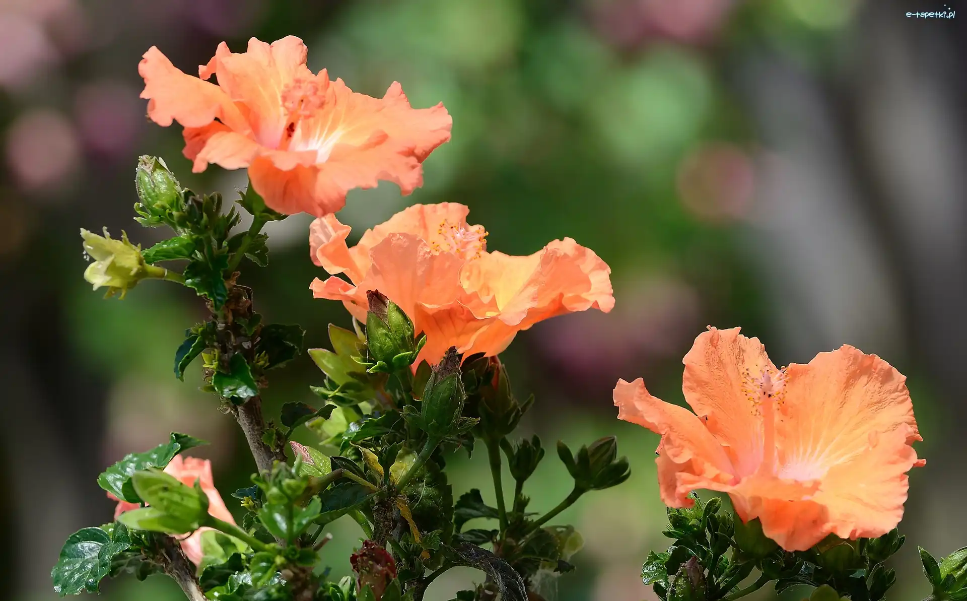 Hibiskus, Kwiaty, Pomarańczowe