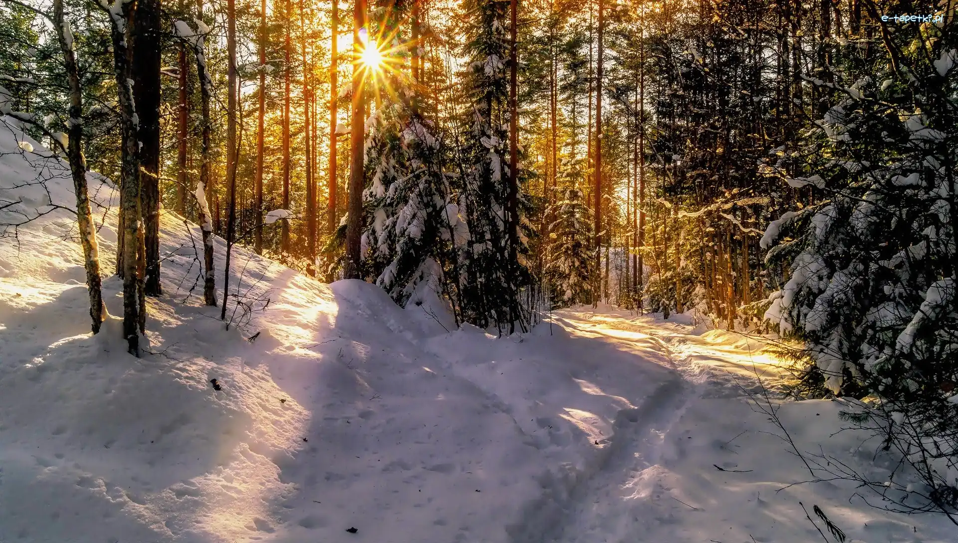 Zima, Ścieżka, Las, Promienie słońca, Wschód