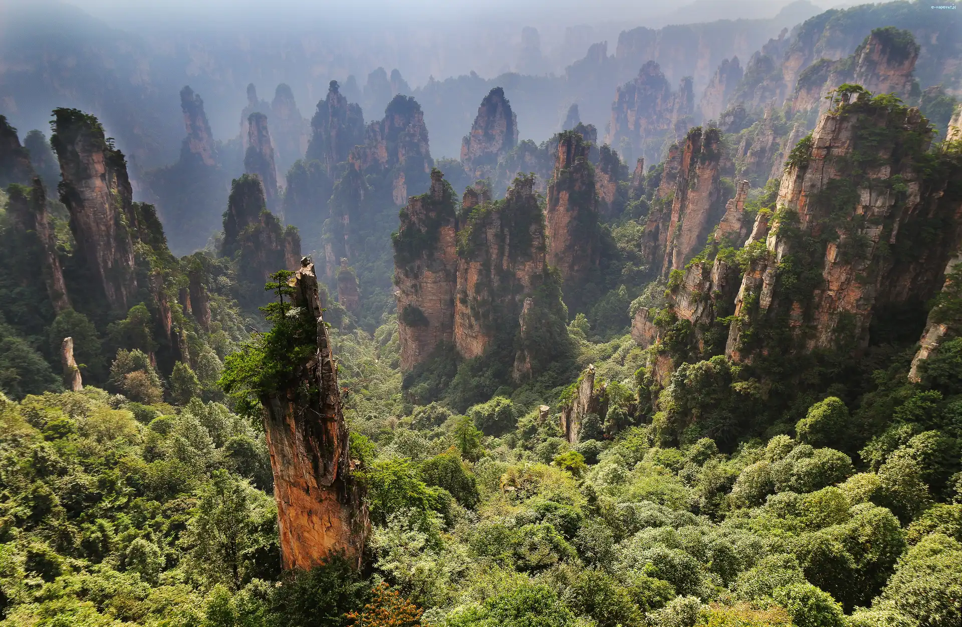 Zhangjiajie National Forest Park, Chiny, Hunan, Skały, Las