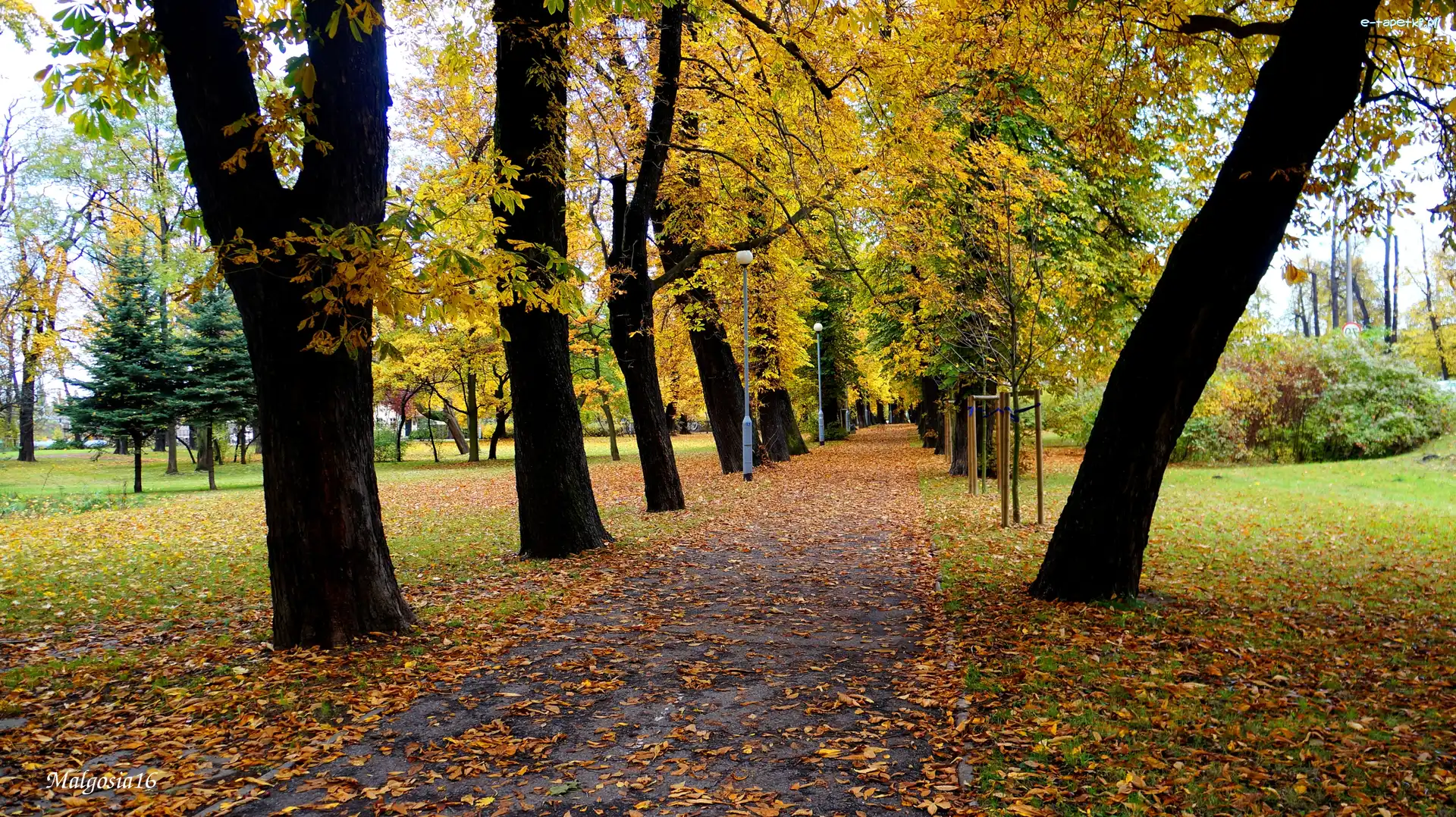 Park, Alejka, Droga, Jesień, Drzewa