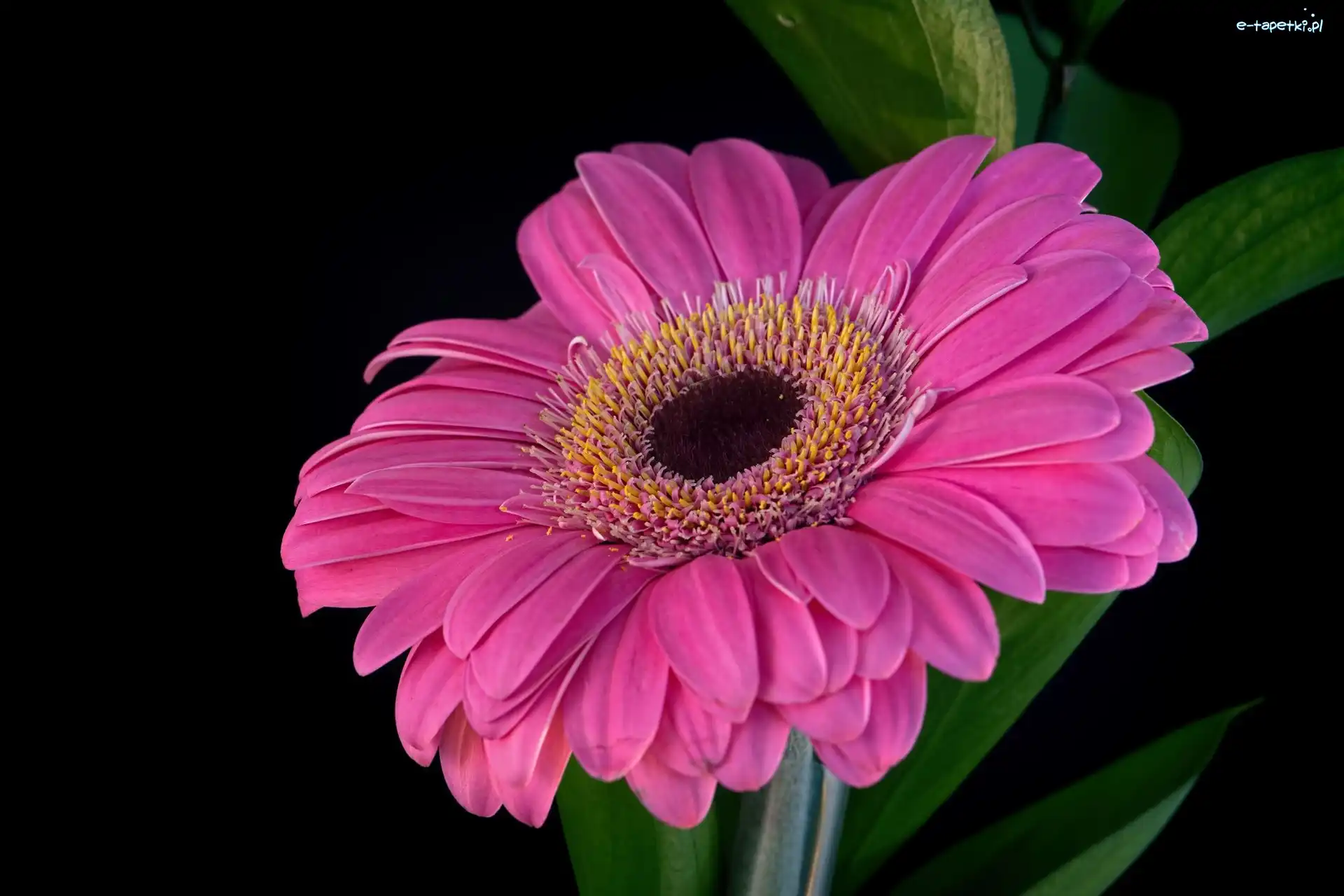 Gerbera, Różowa