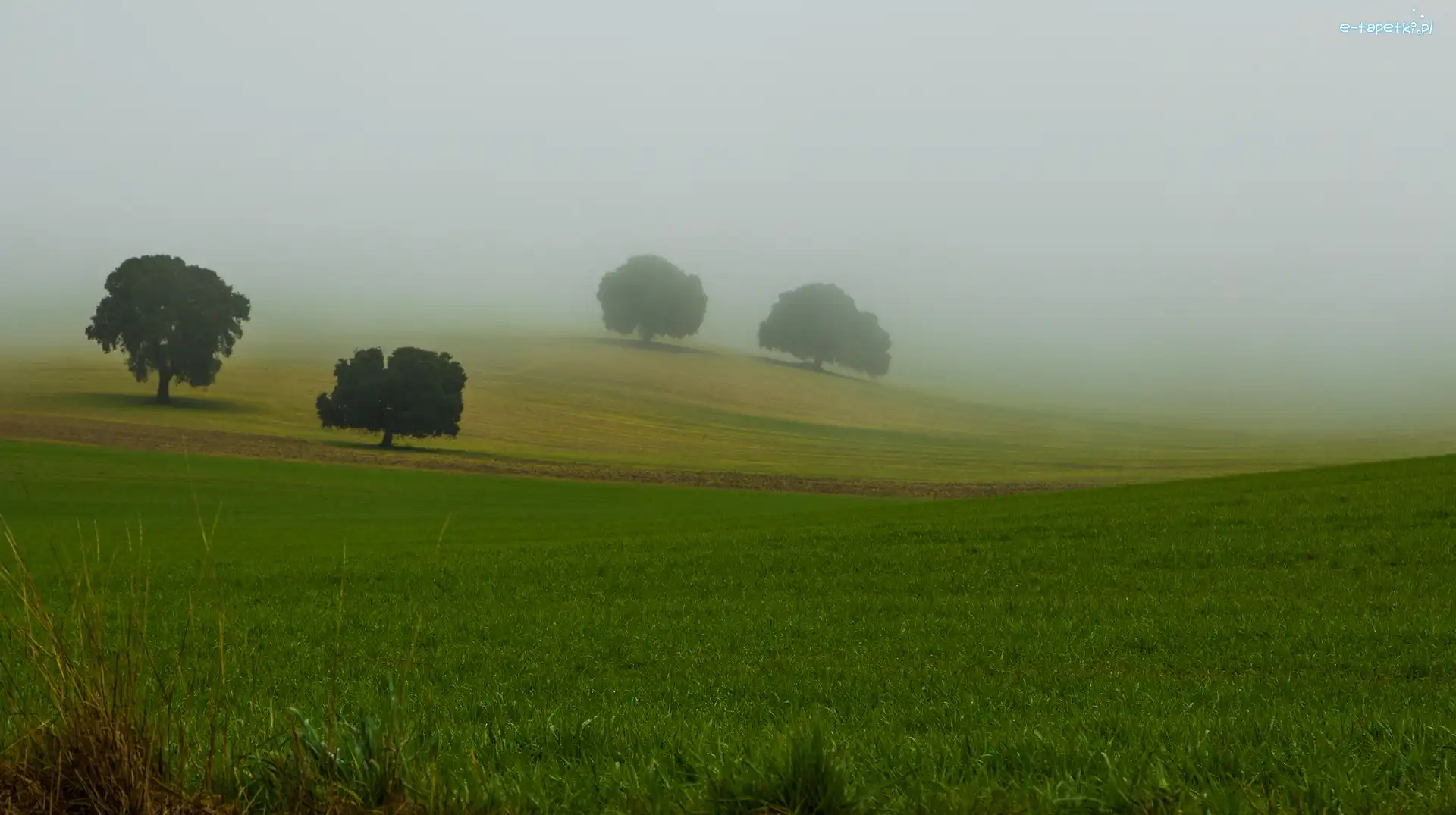 Mgła, Drzewa, Pola