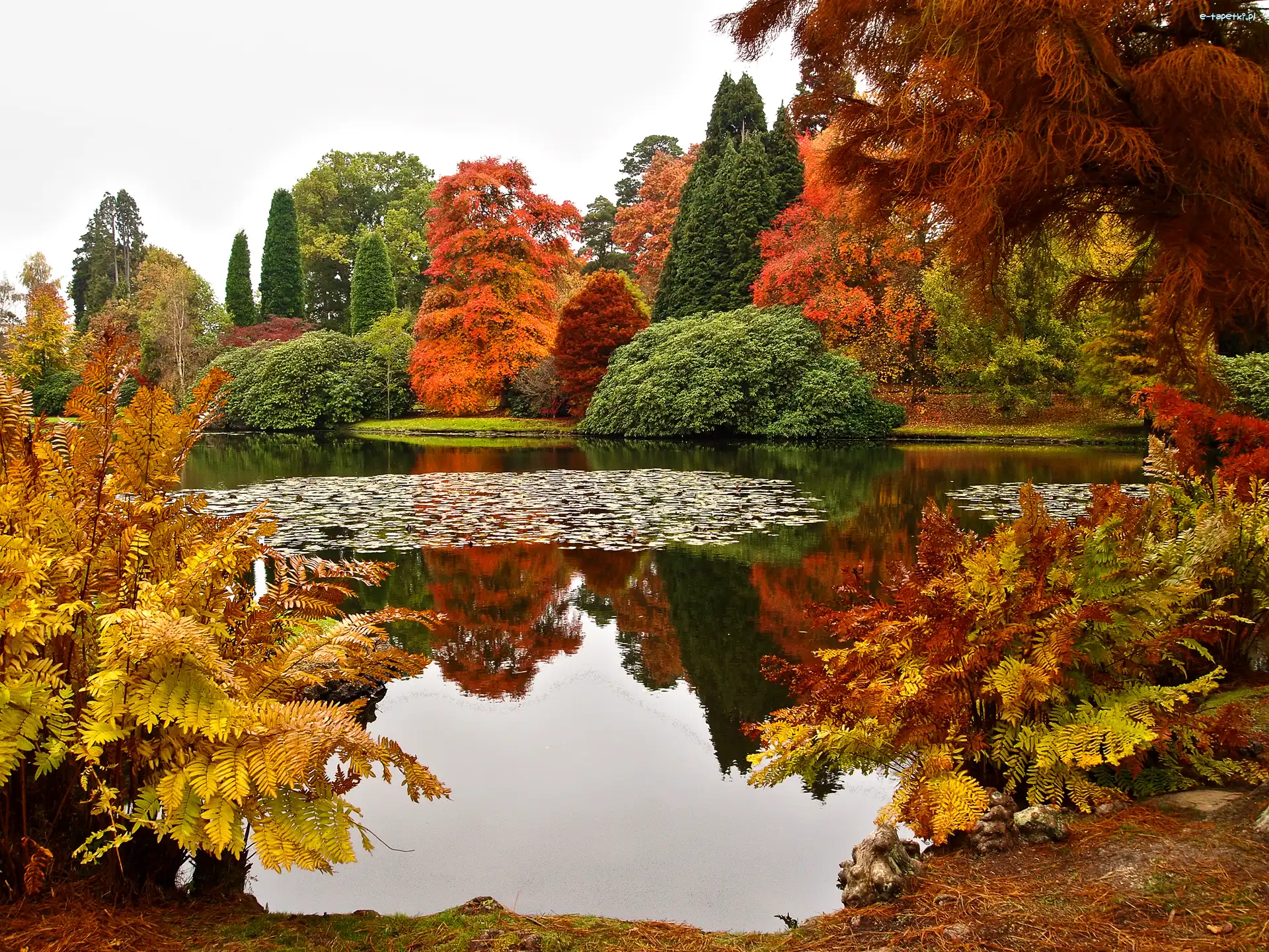 Jesień, Staw, Park