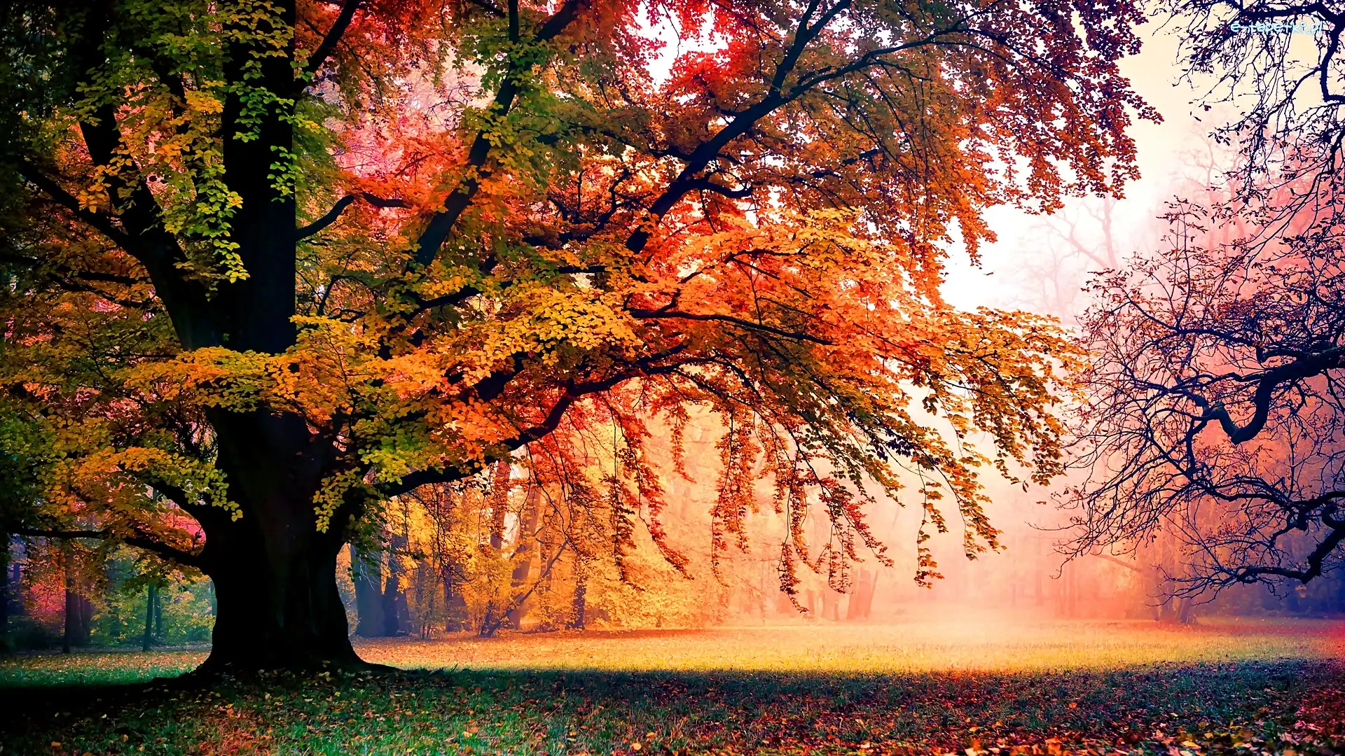 Drzewa, Jesień, Park
