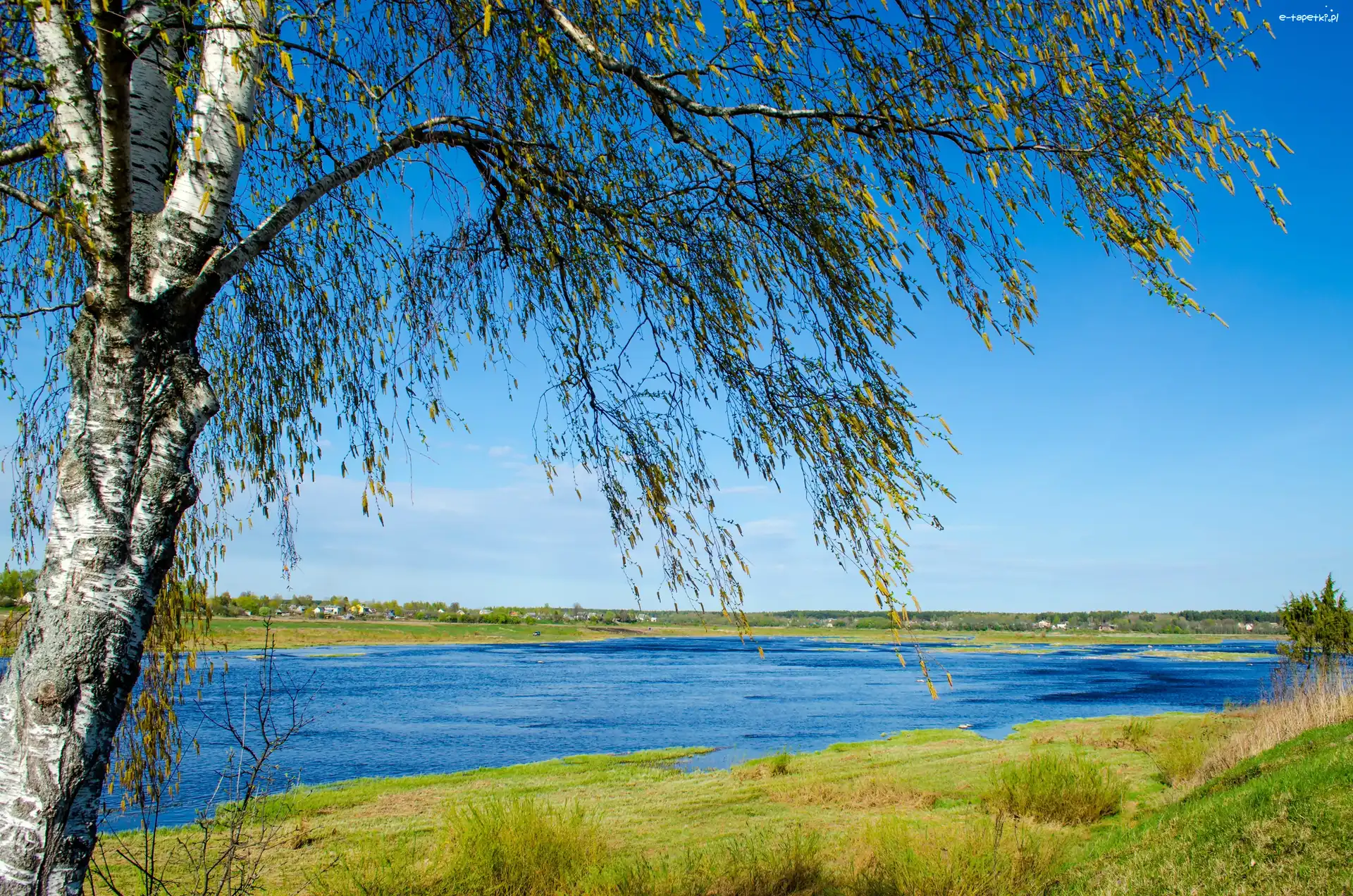 Trawa, Drzewo, Rzeka