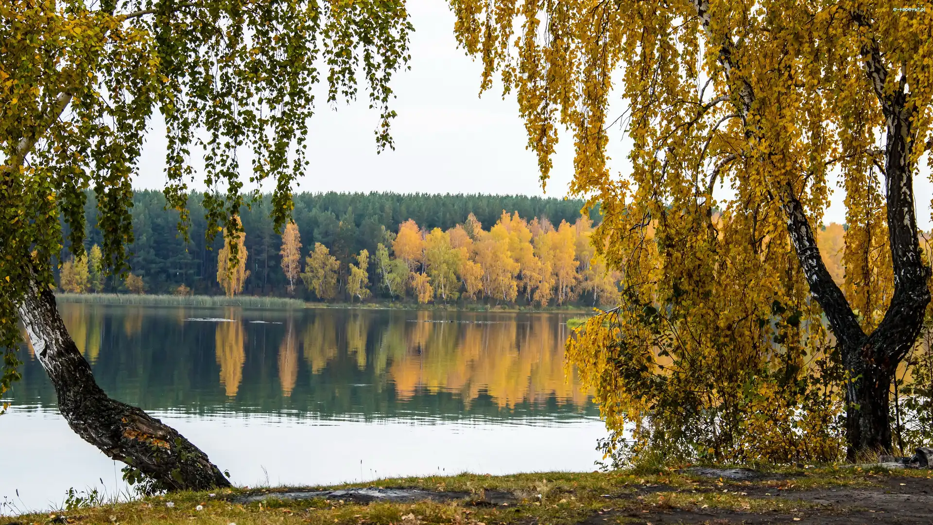 Las, Jesień, Brzozy, Jezioro