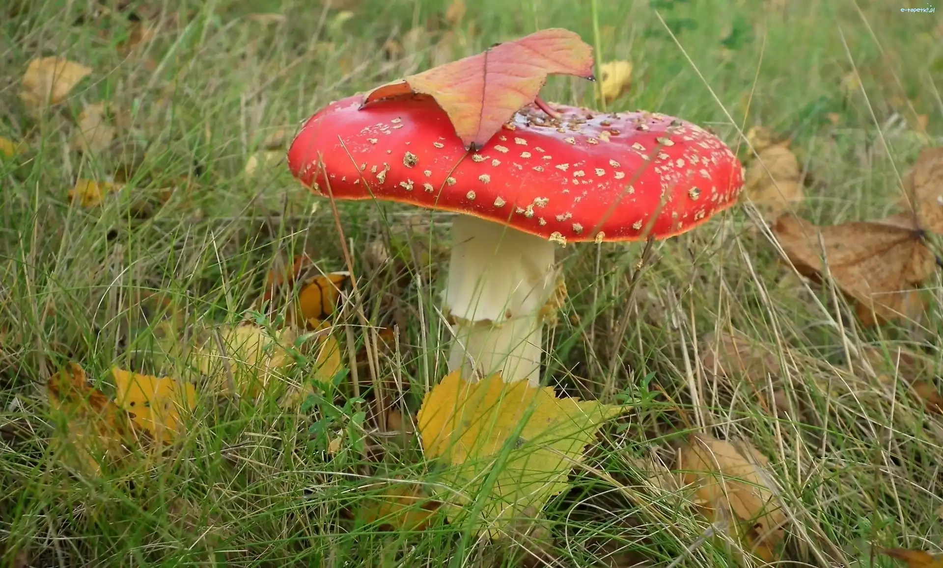 Muchomor, Grzyb, Przyroda