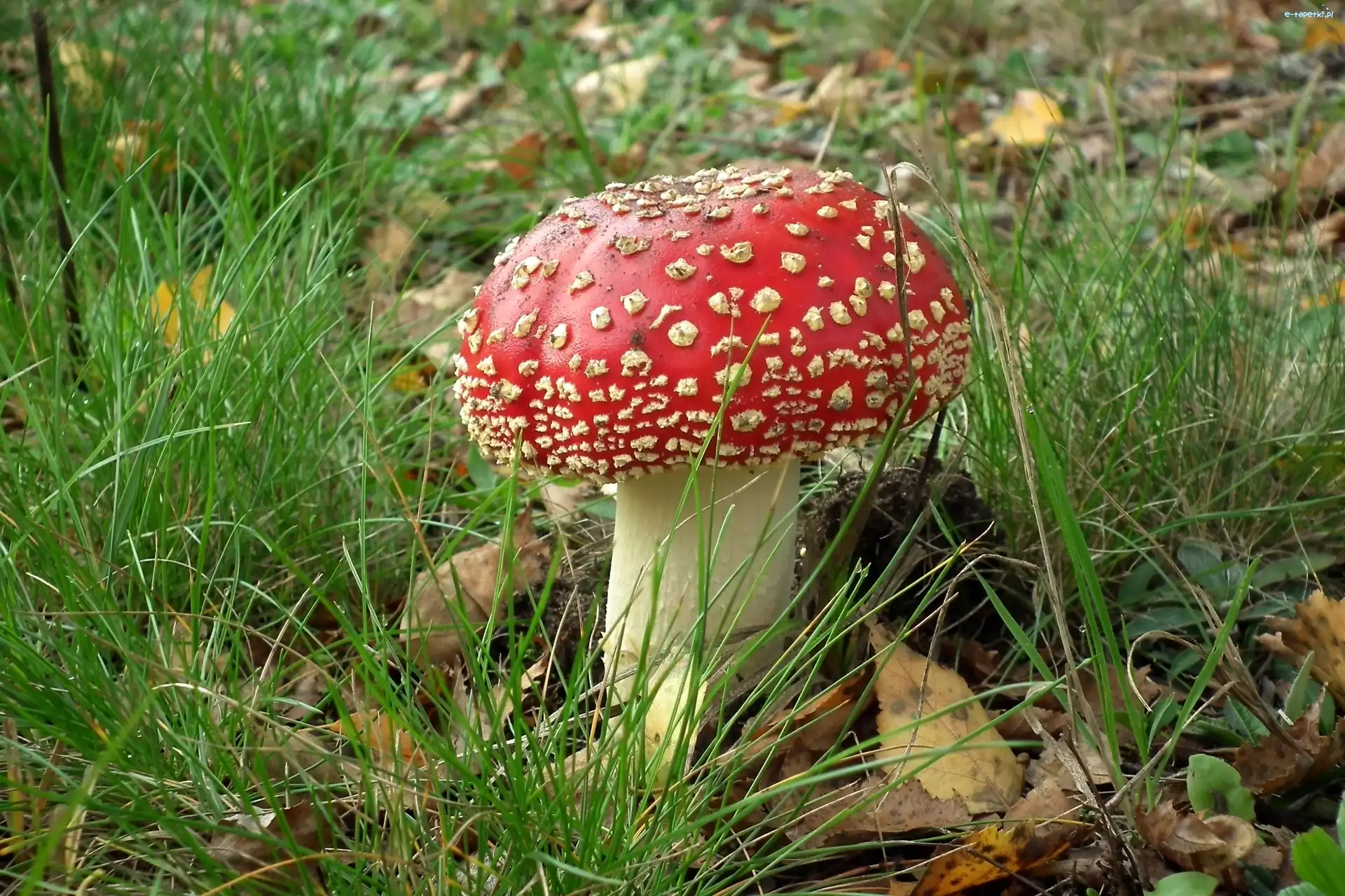 Muchomor, Grzyb, Przyroda
