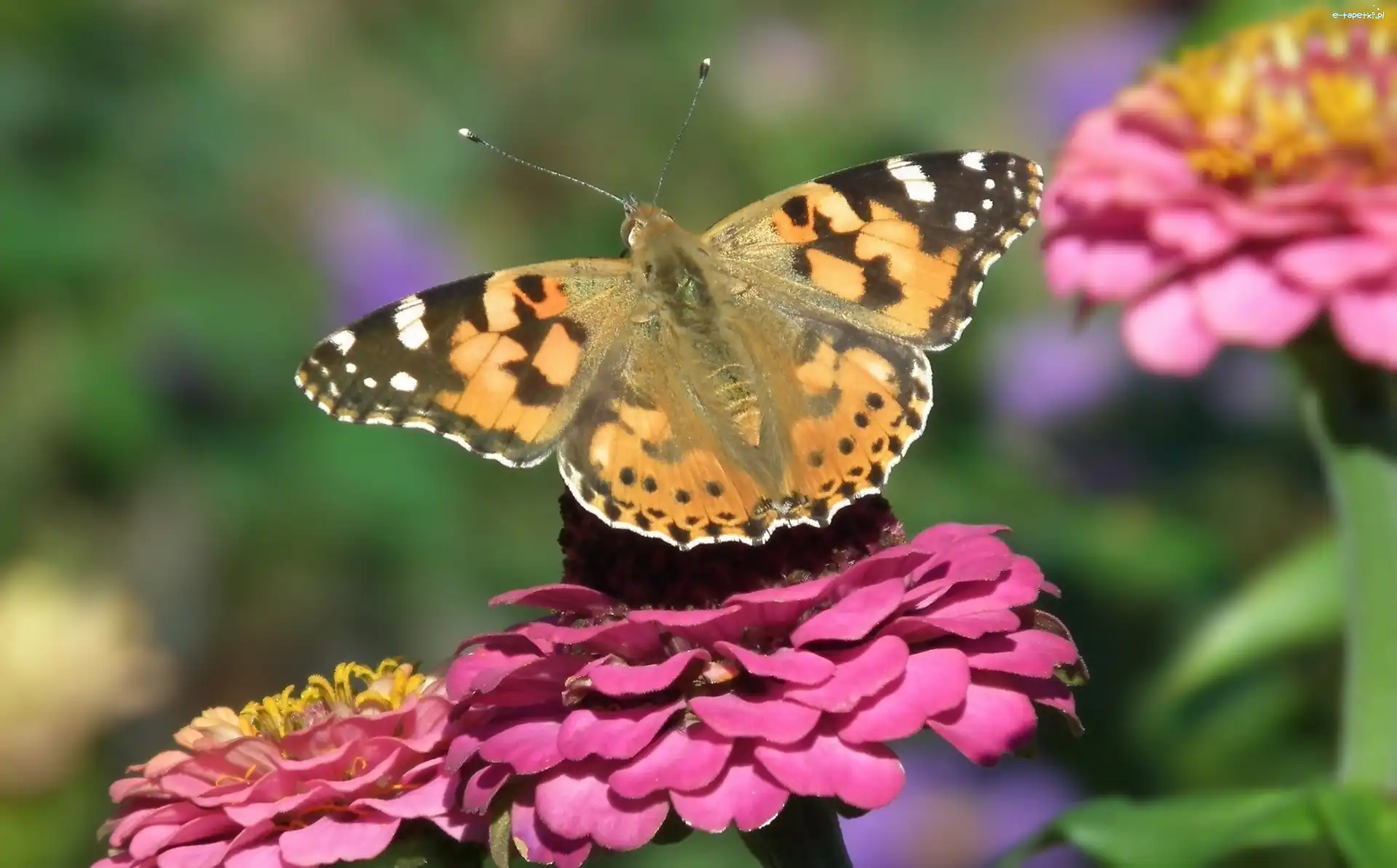 Rusałka osetnik, Cynia, Kwiat, Motyl