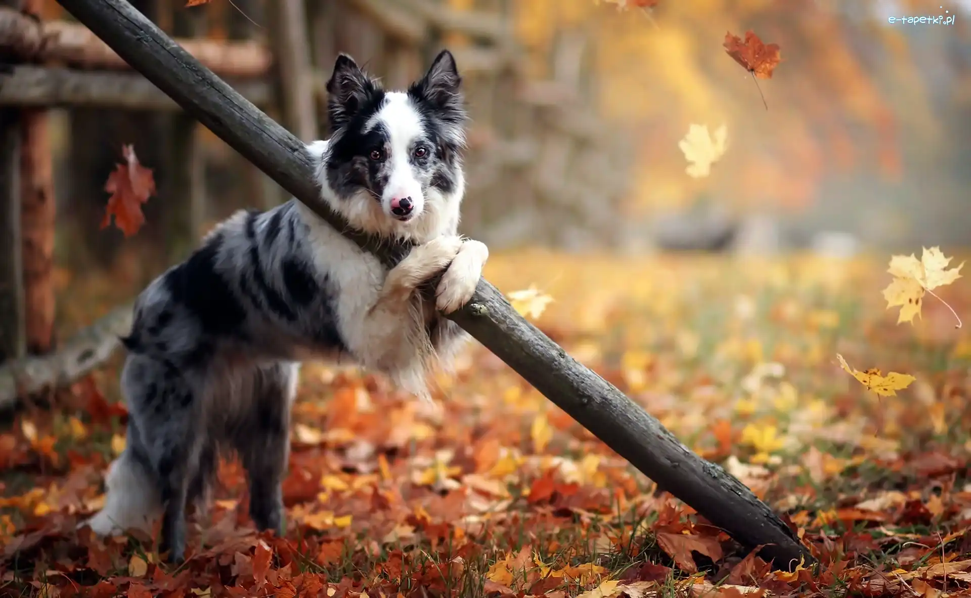 Drzewa, Ogrodzenie, Liście, Jesień, Border Collie, Pies