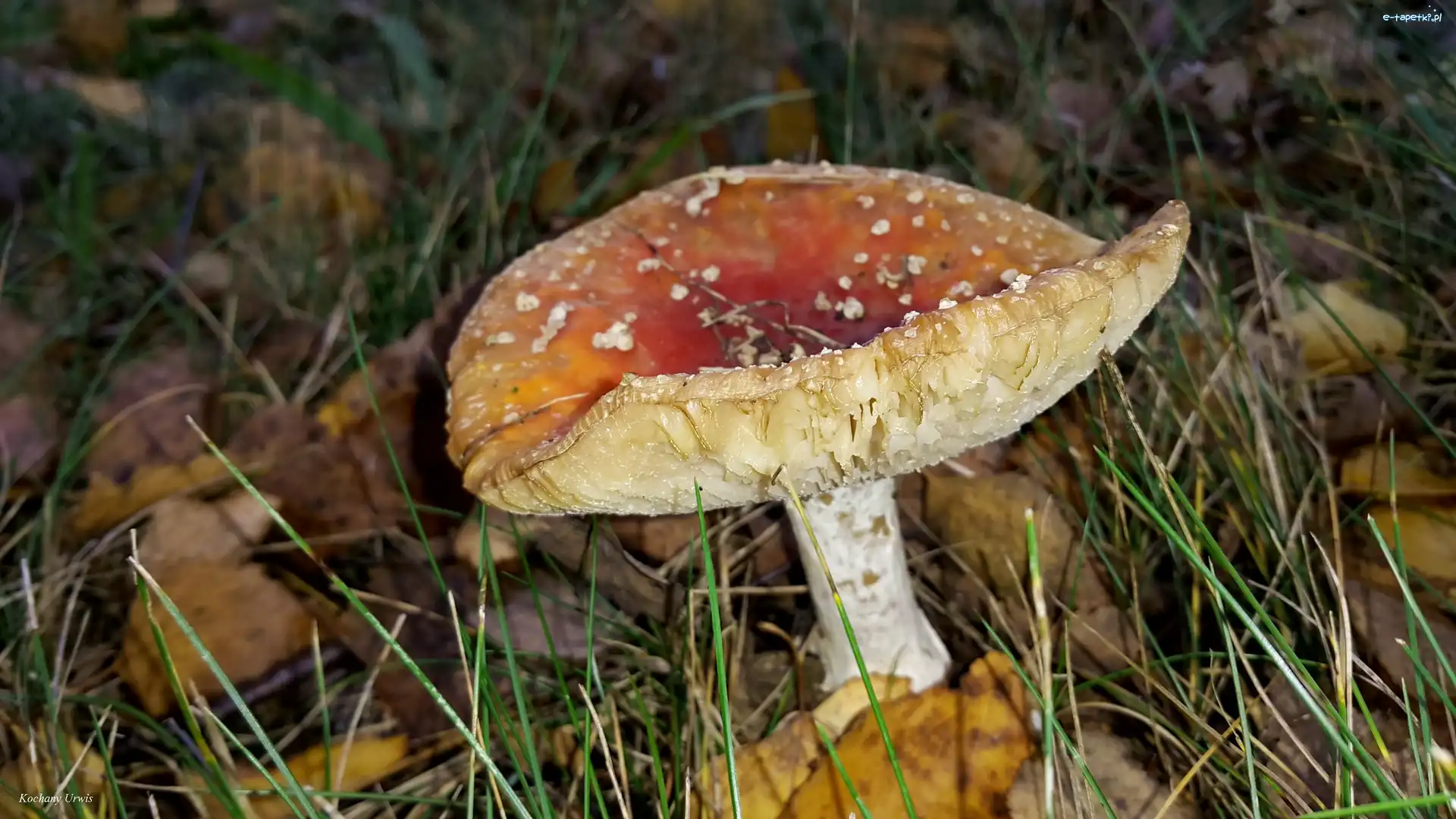 Liście, Trawa, Muchomor