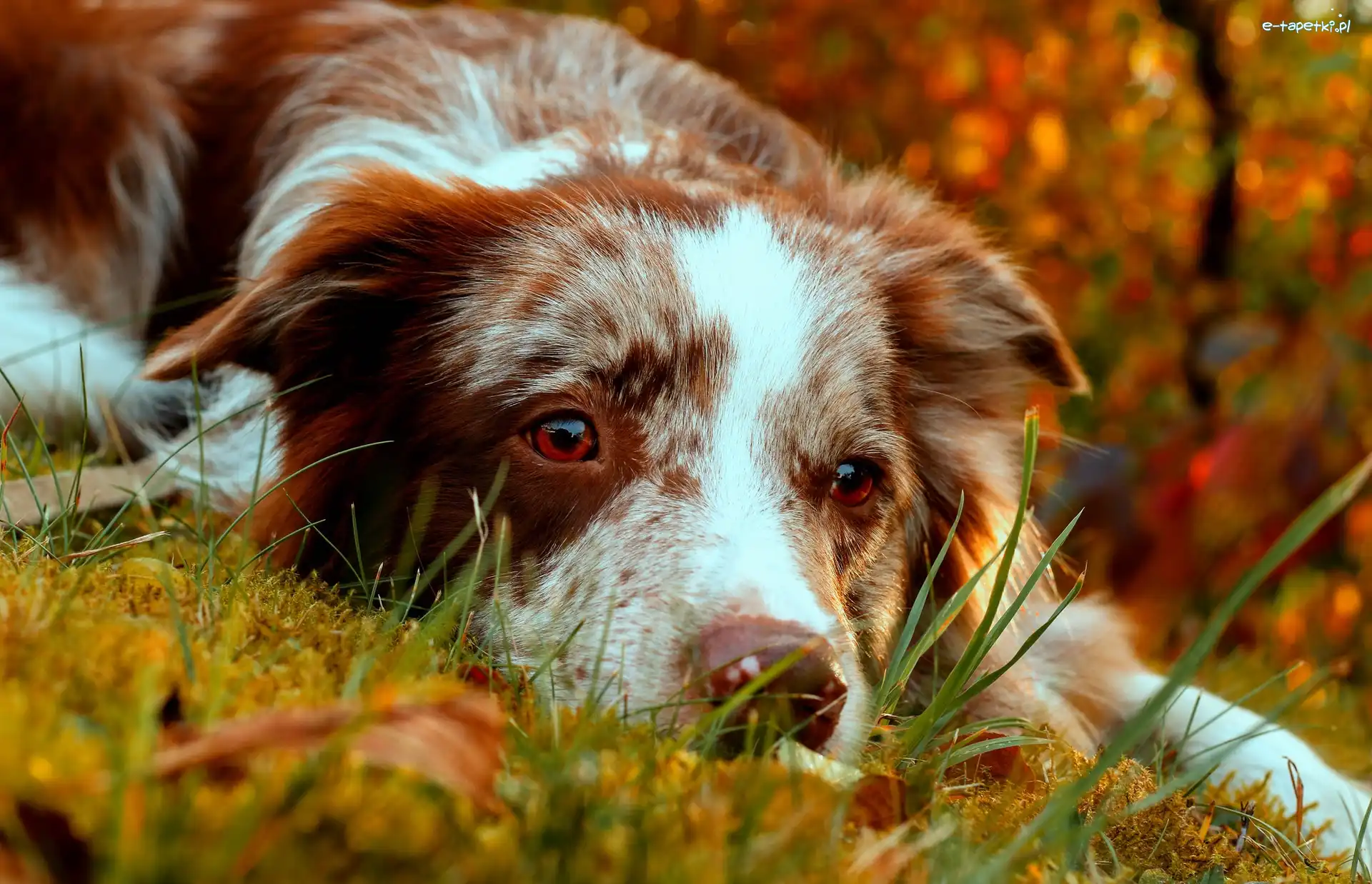 Odpoczynek, Collie, Border