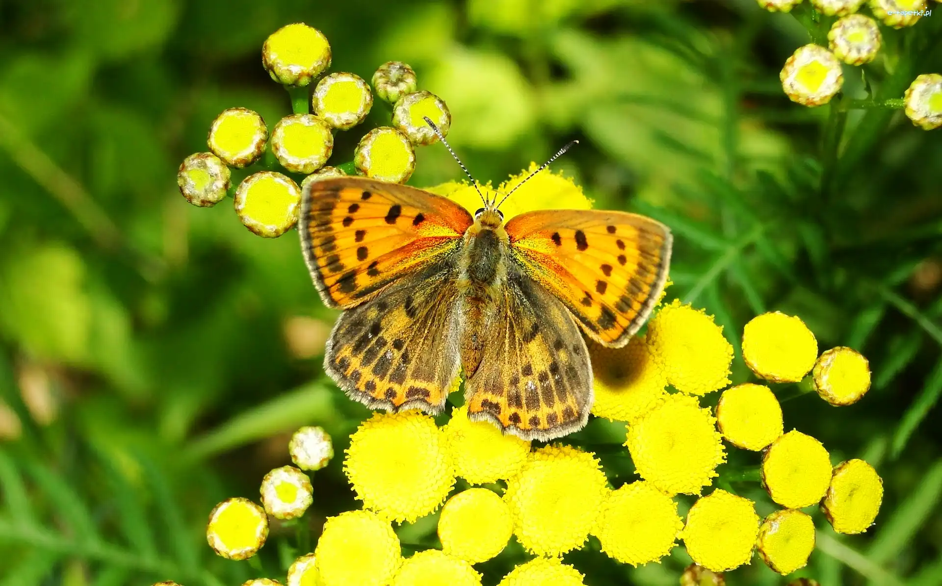 Motyl, Czerwończyk żarek, Modraszek, Owad