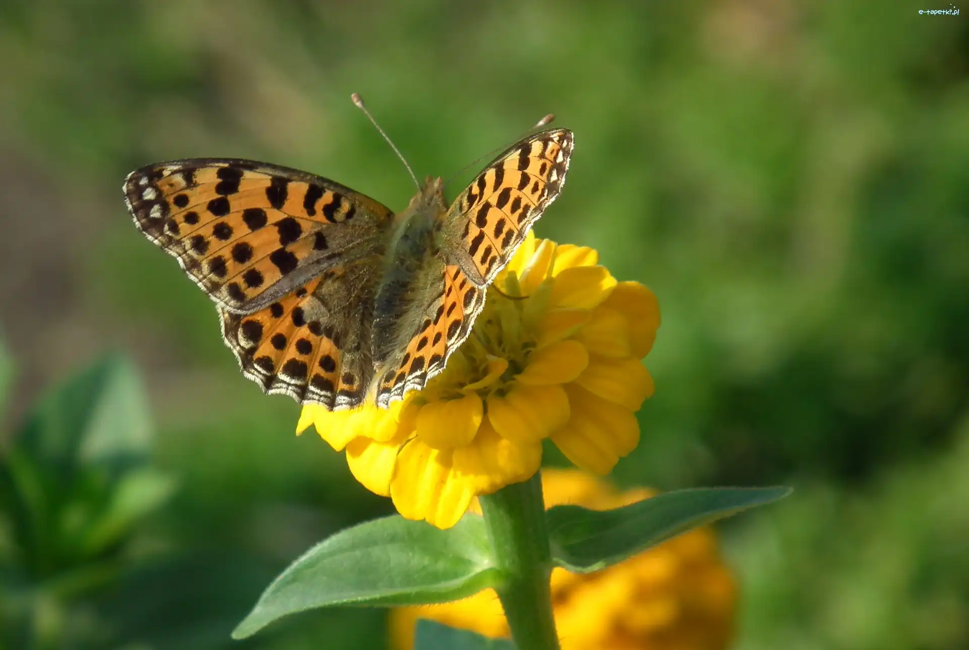 Perłowiec malinowiec, Cynia, Kwiat, Motyl