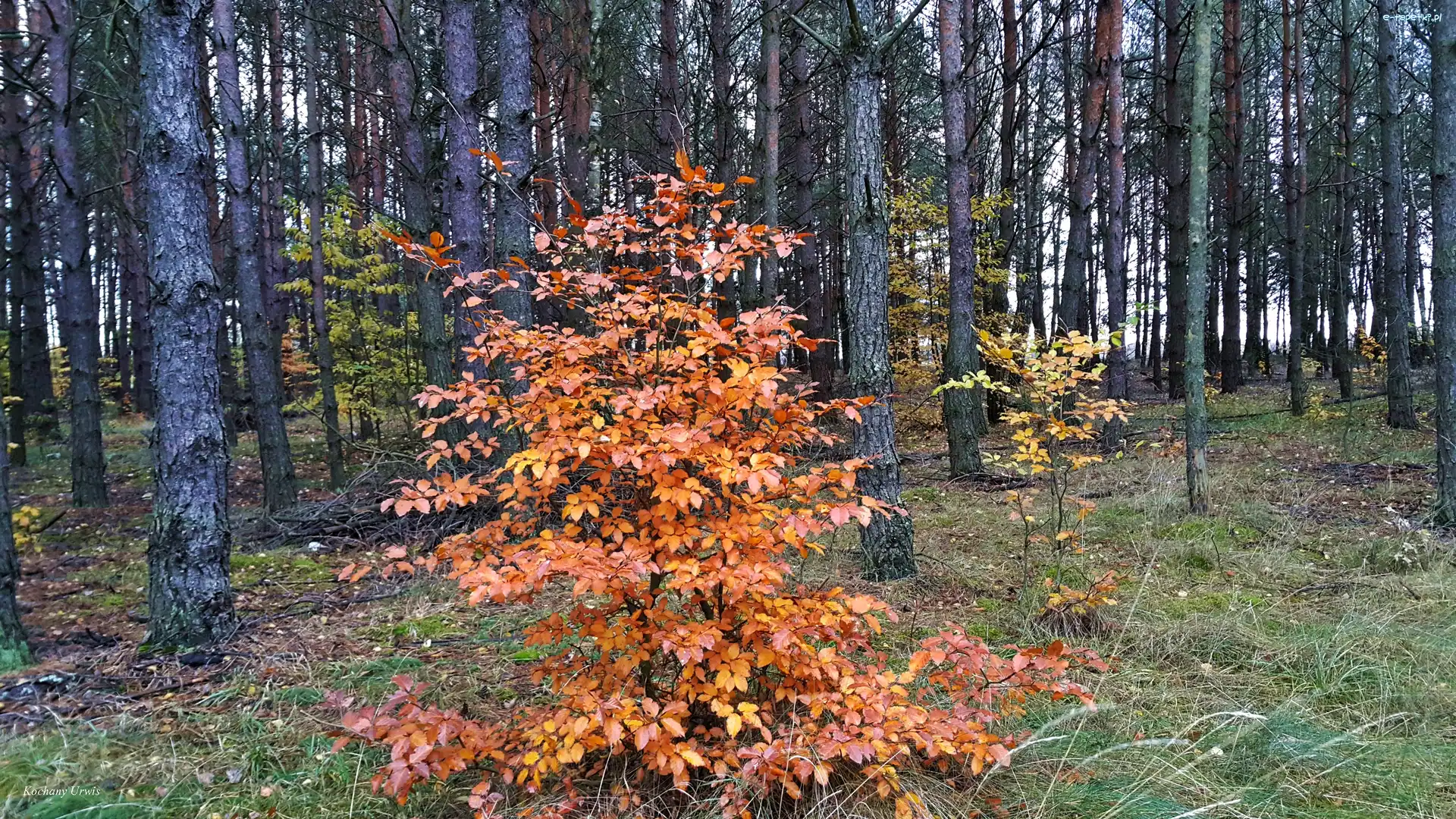 Jesienią, Drzewo, Las