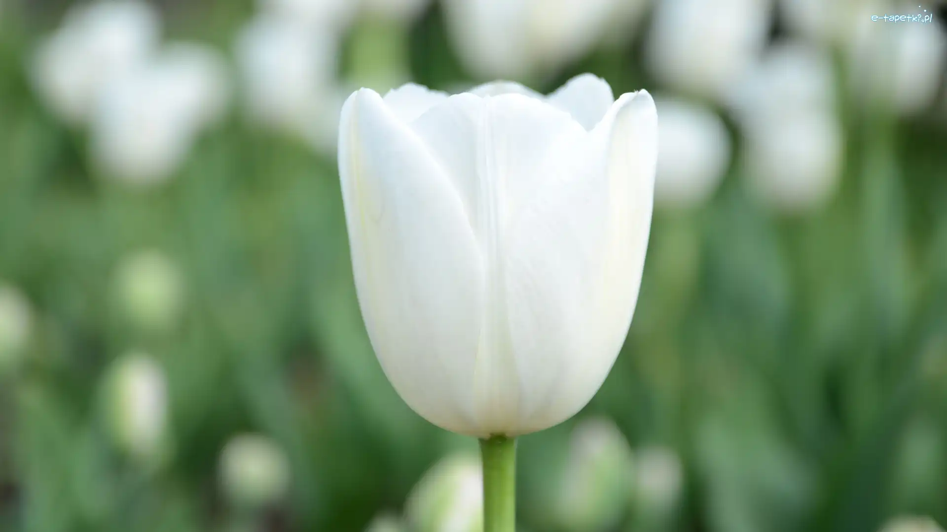 Kwiat, Tulipan, Biały