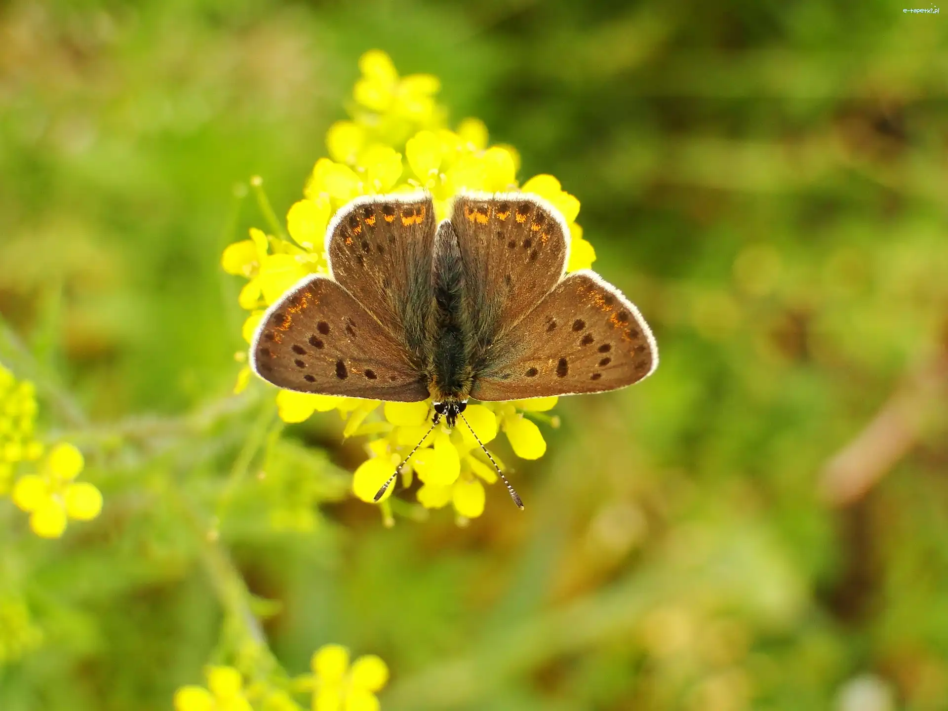 Czerwończyk uroczek, Modraszek, Motyl
