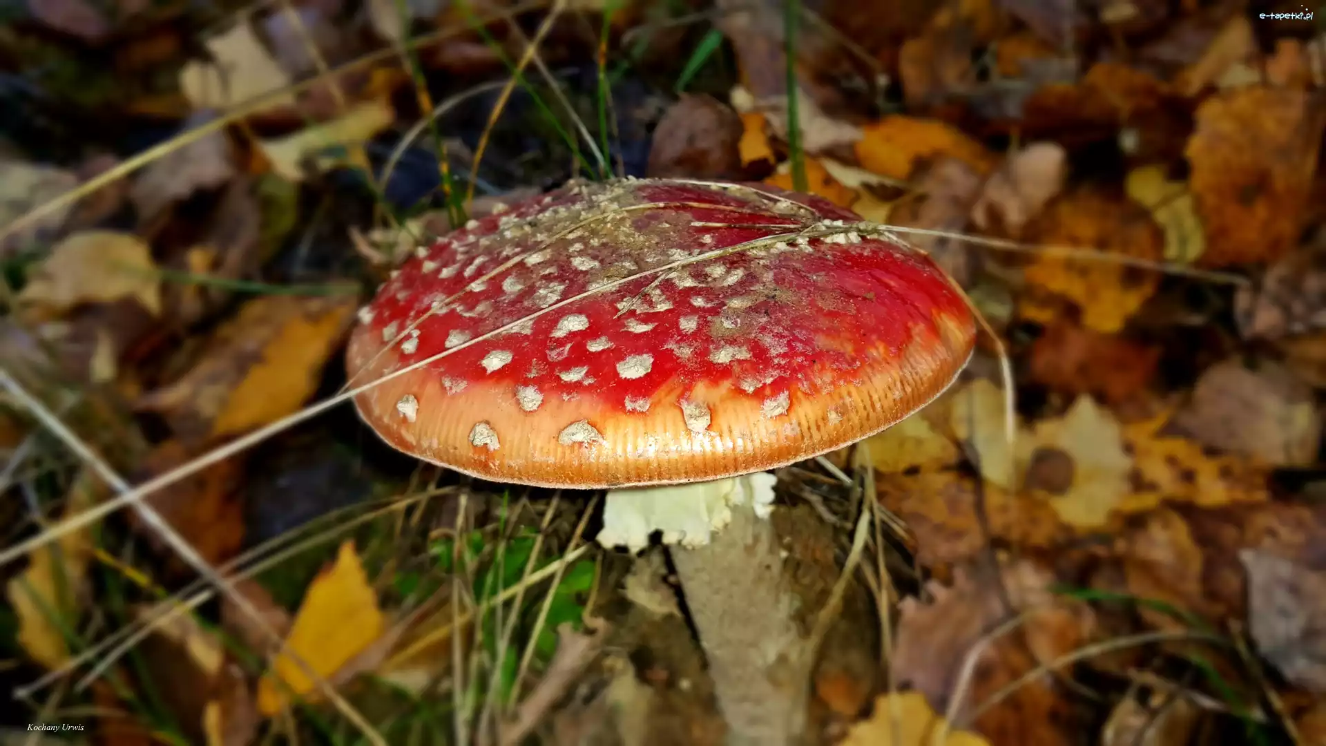 Liście, Muchomor