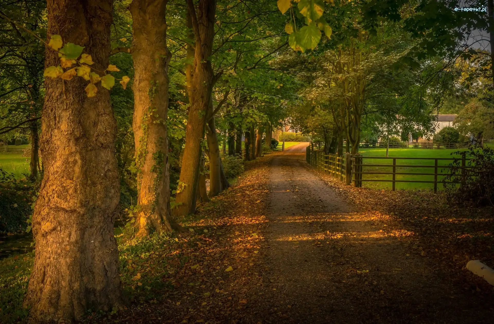 Jesień, Drzewa, Park, Ogrodzenie, Droga