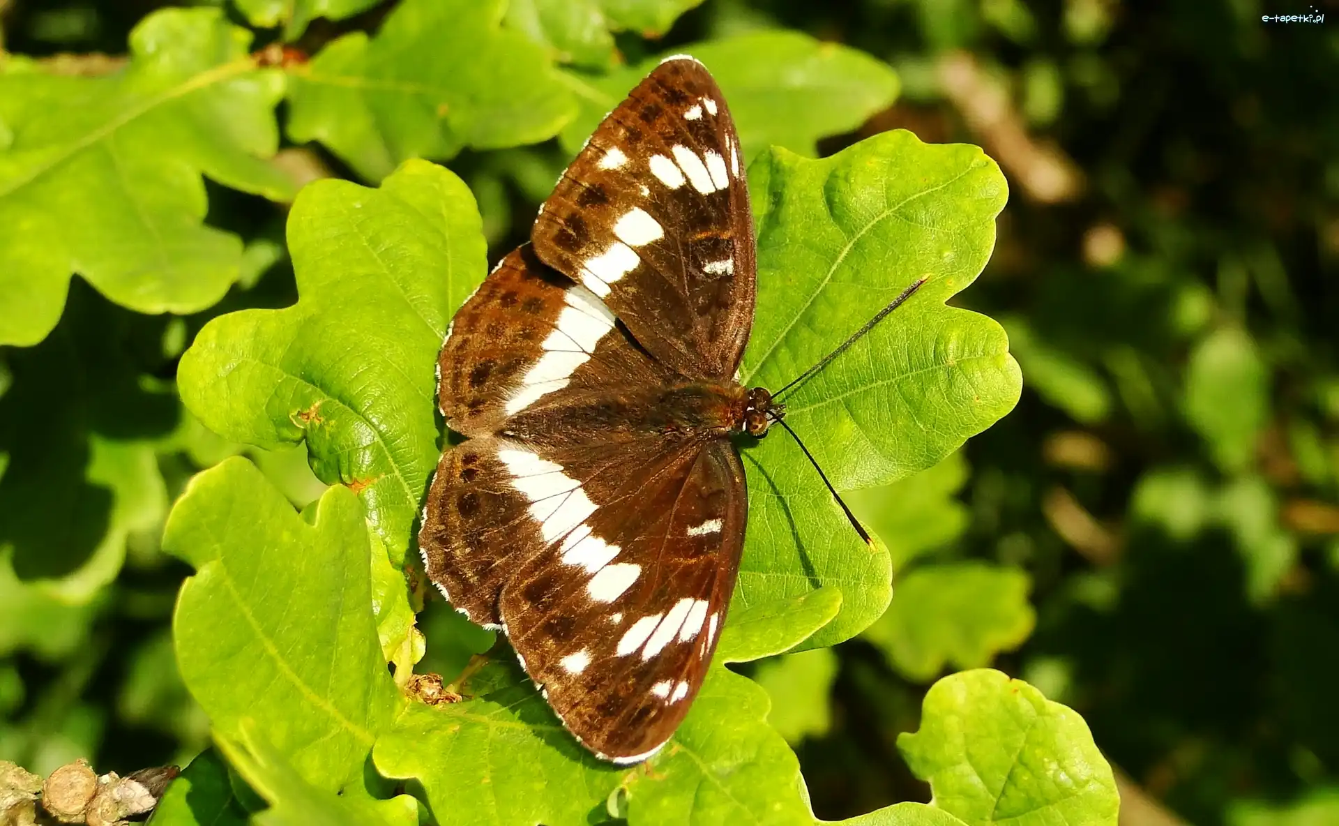 Liście, Pokłonnik kamilla, Motyl