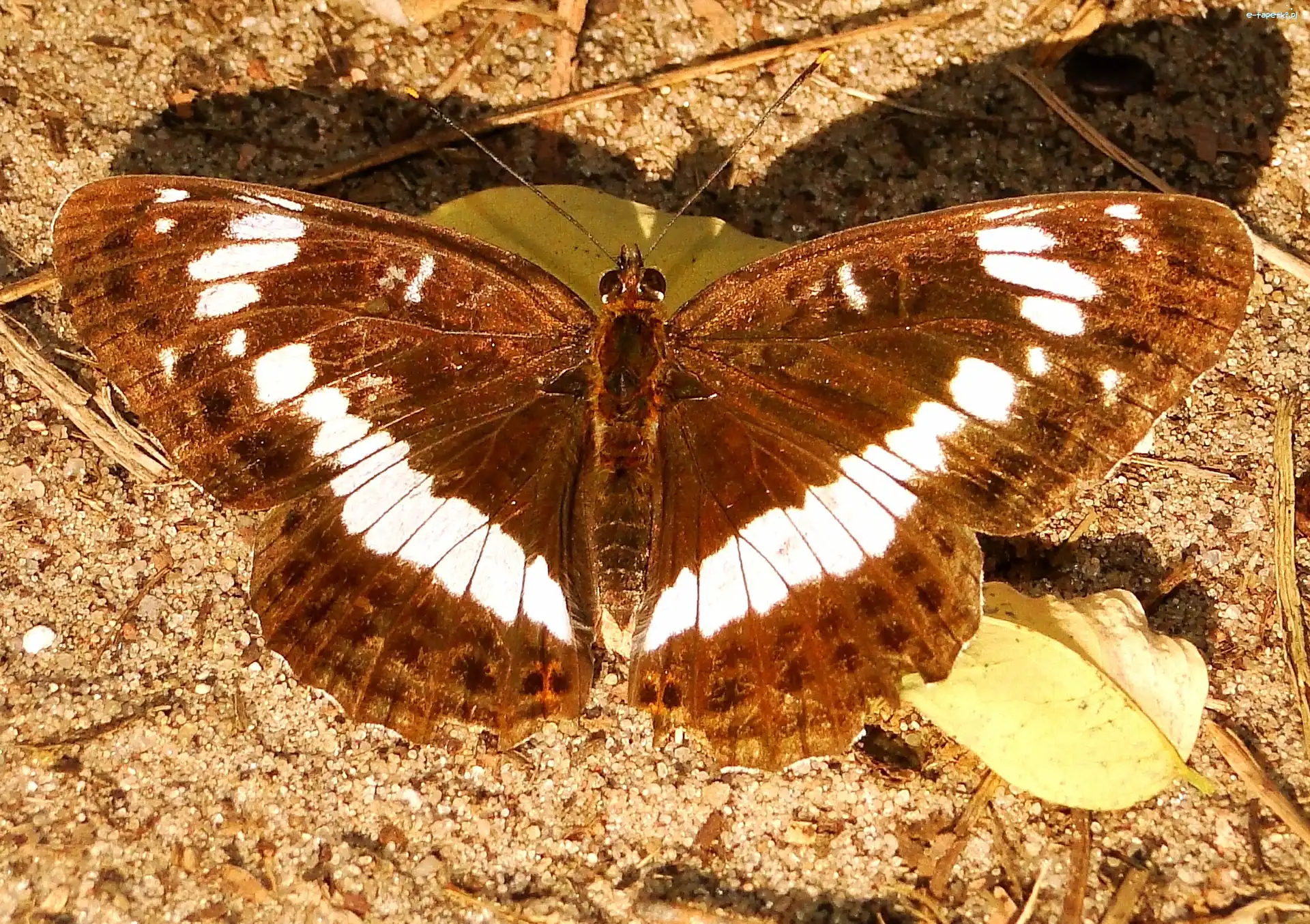 Pokłonnik kamilla, Motyl