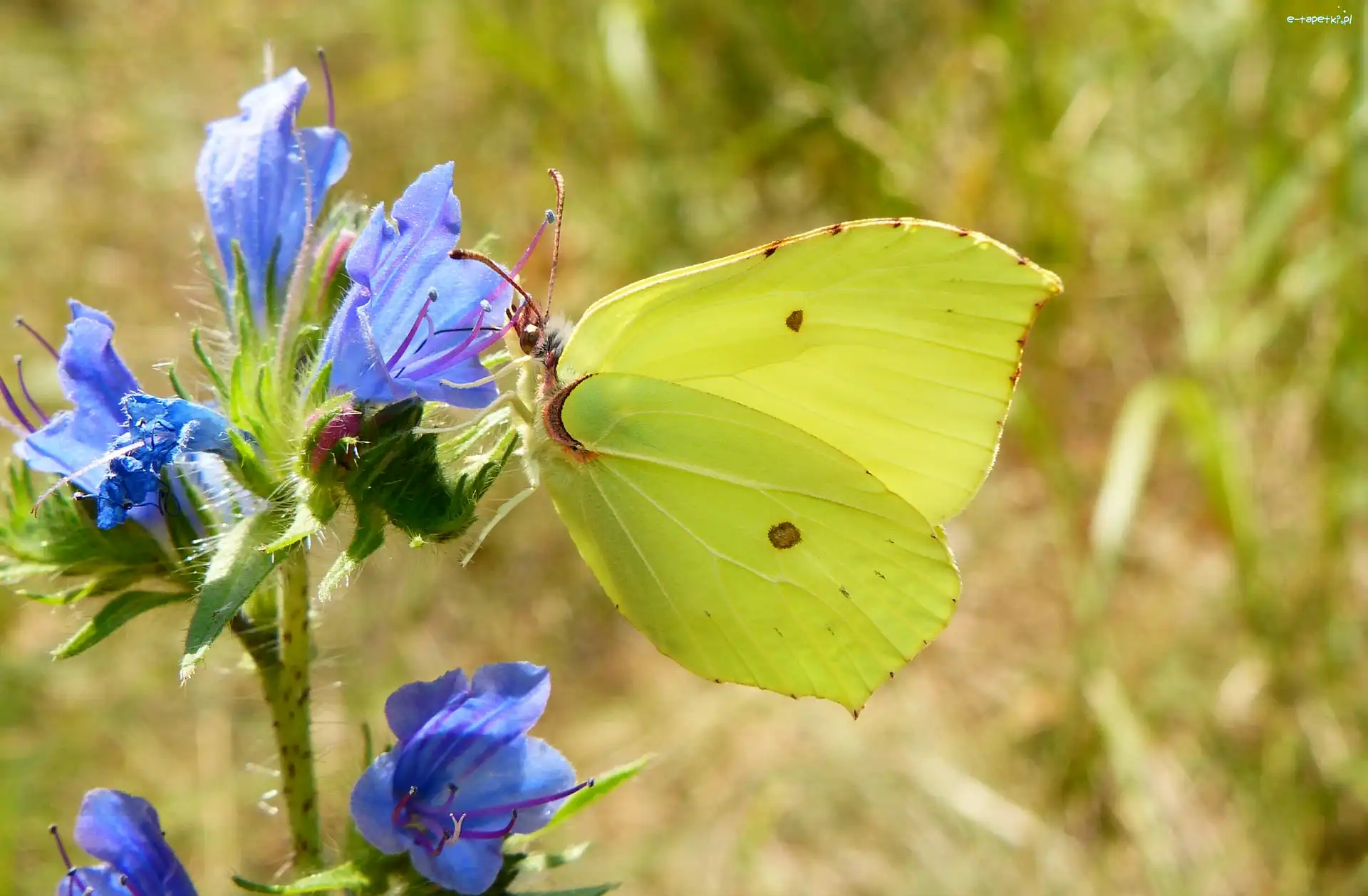 Motyl, Listkowiec cytrynek, Bielinek, Niebieskie, Kwiaty