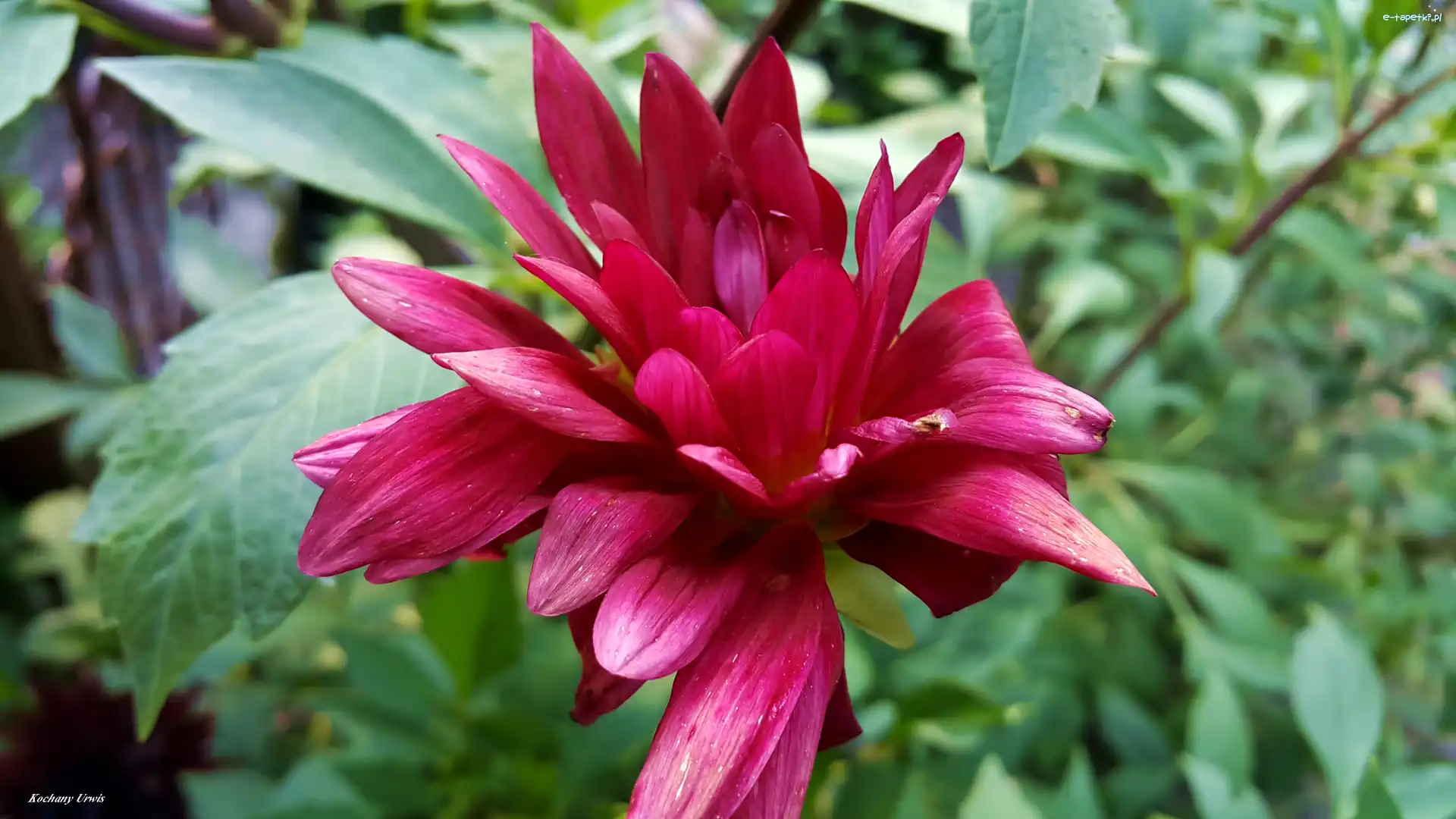 Dalia, Rozkwitająca
