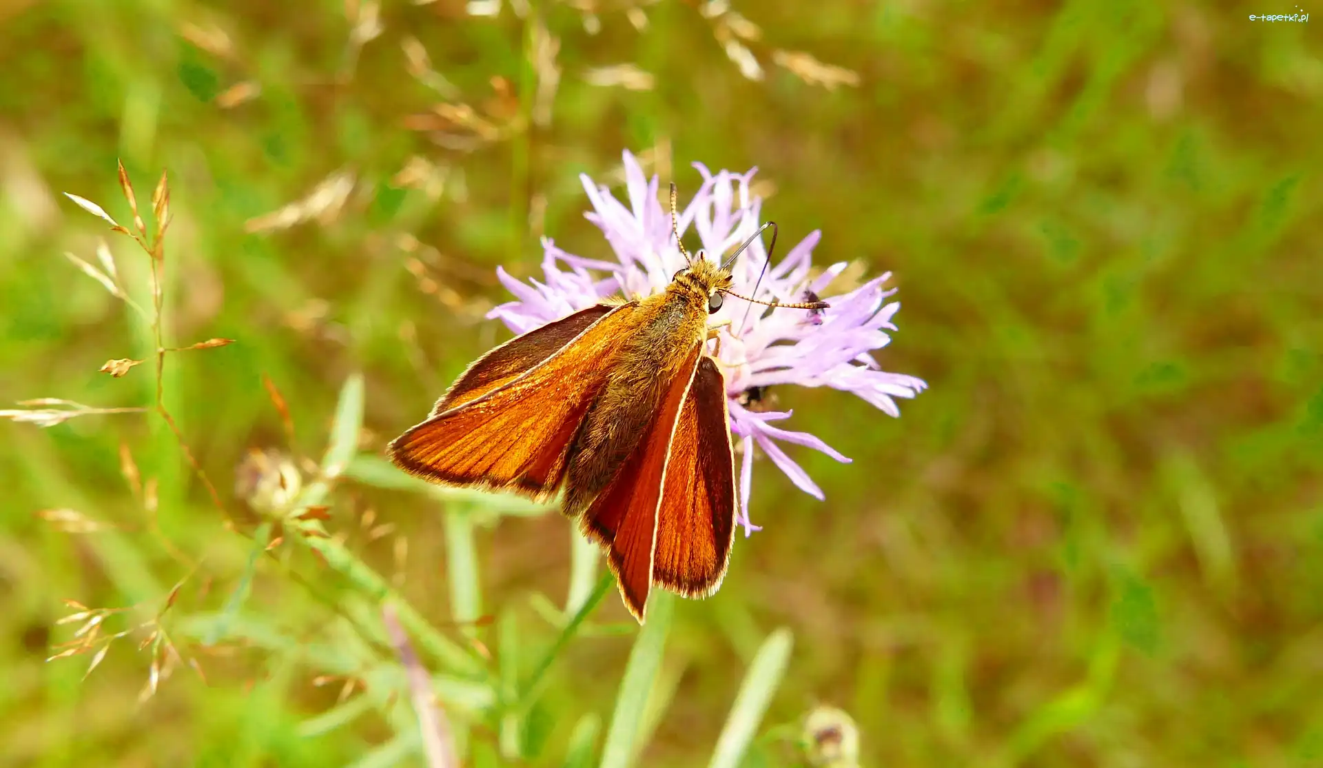 Kwiat, Karłątek kniejnik, Motyl