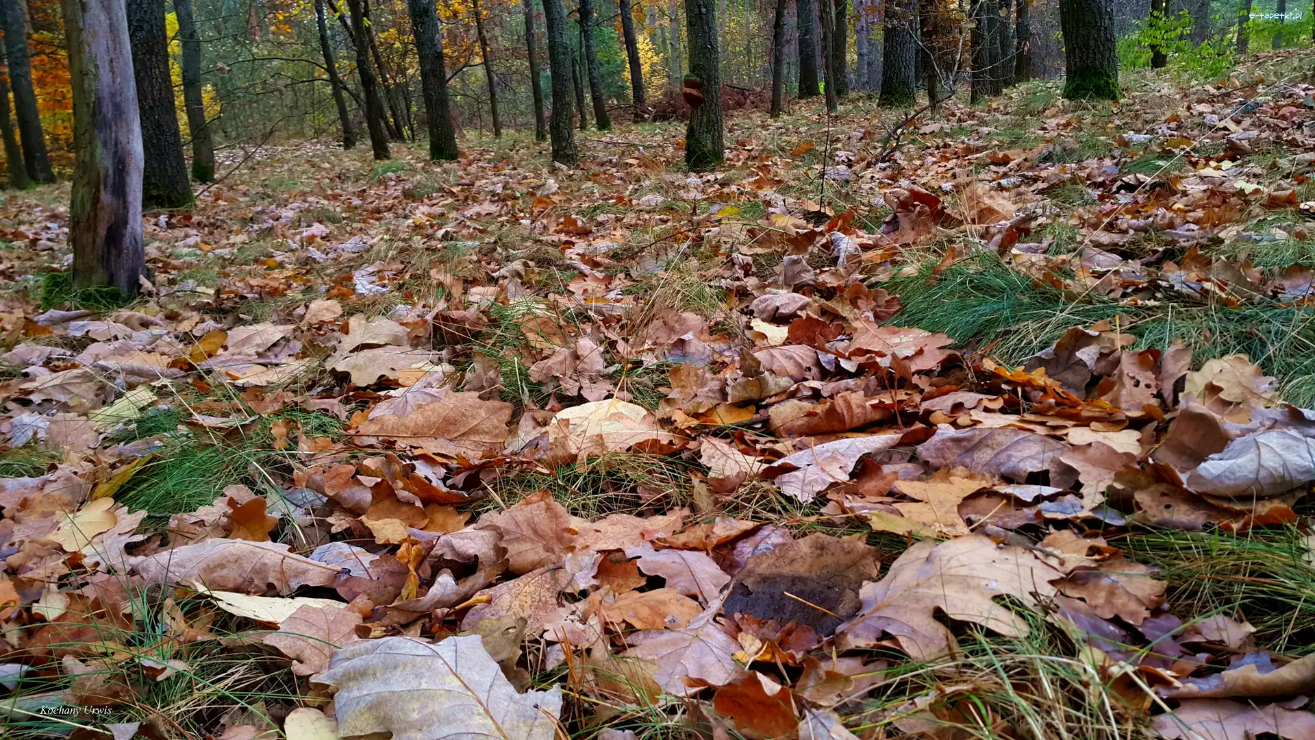 Liście, Jesień, Las