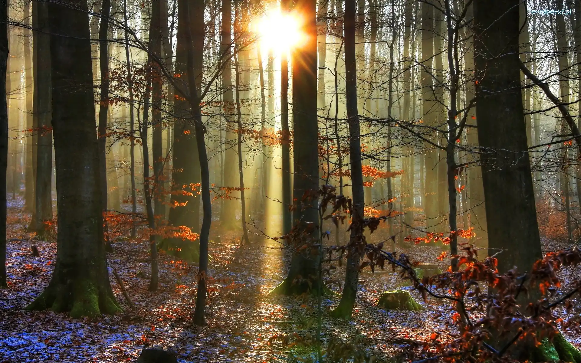 Las, Promienie, Jesień, Śnieg, Słońca