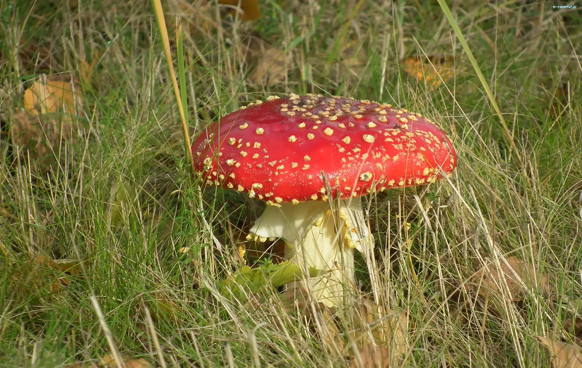 Muchomor, Grzyb, Przyroda