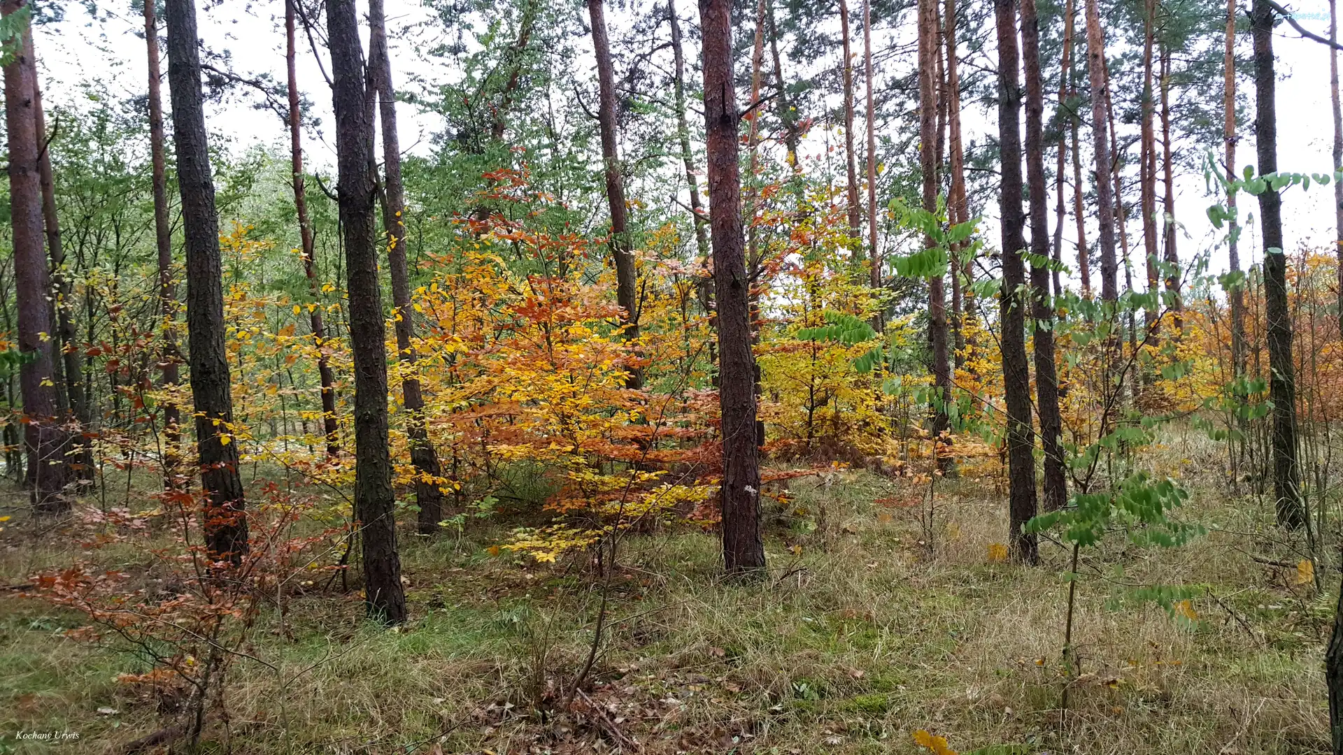 Jesień, Las