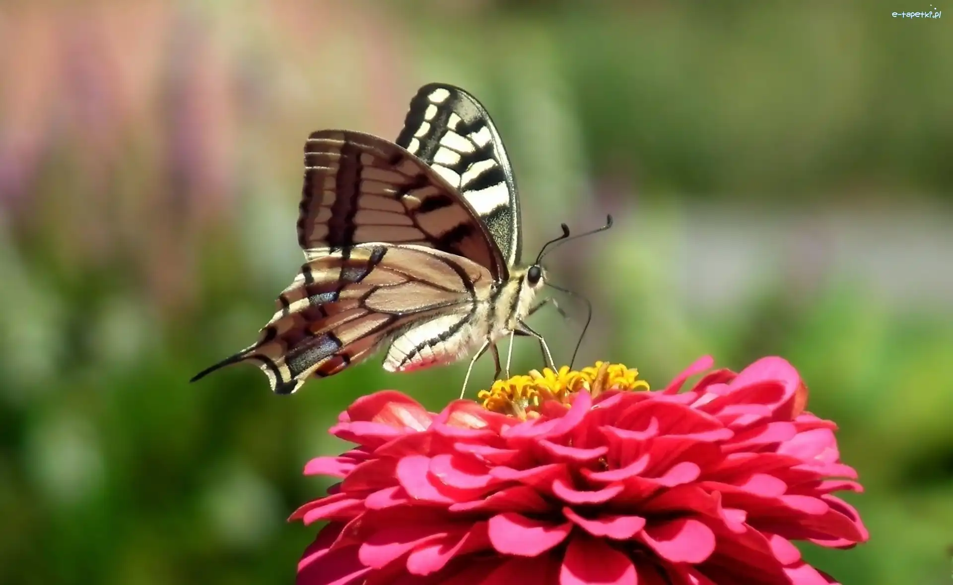 Paż królowej, Cynia, Kwiat, Motyl