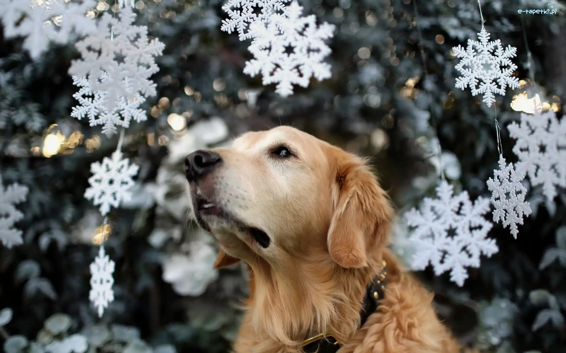 Gwiazdki, Retriever, Świąteczne, Rozmycie, Golden, Biszkoptowy