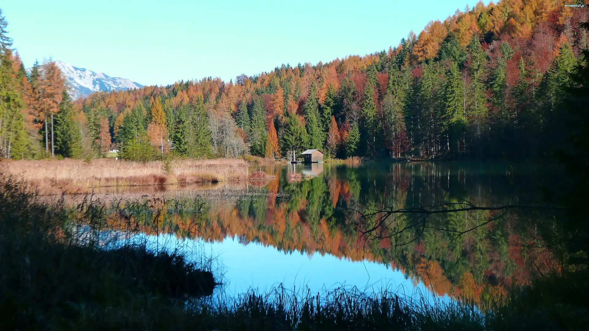Las, Drzewa, Kolorowe, Jezioro