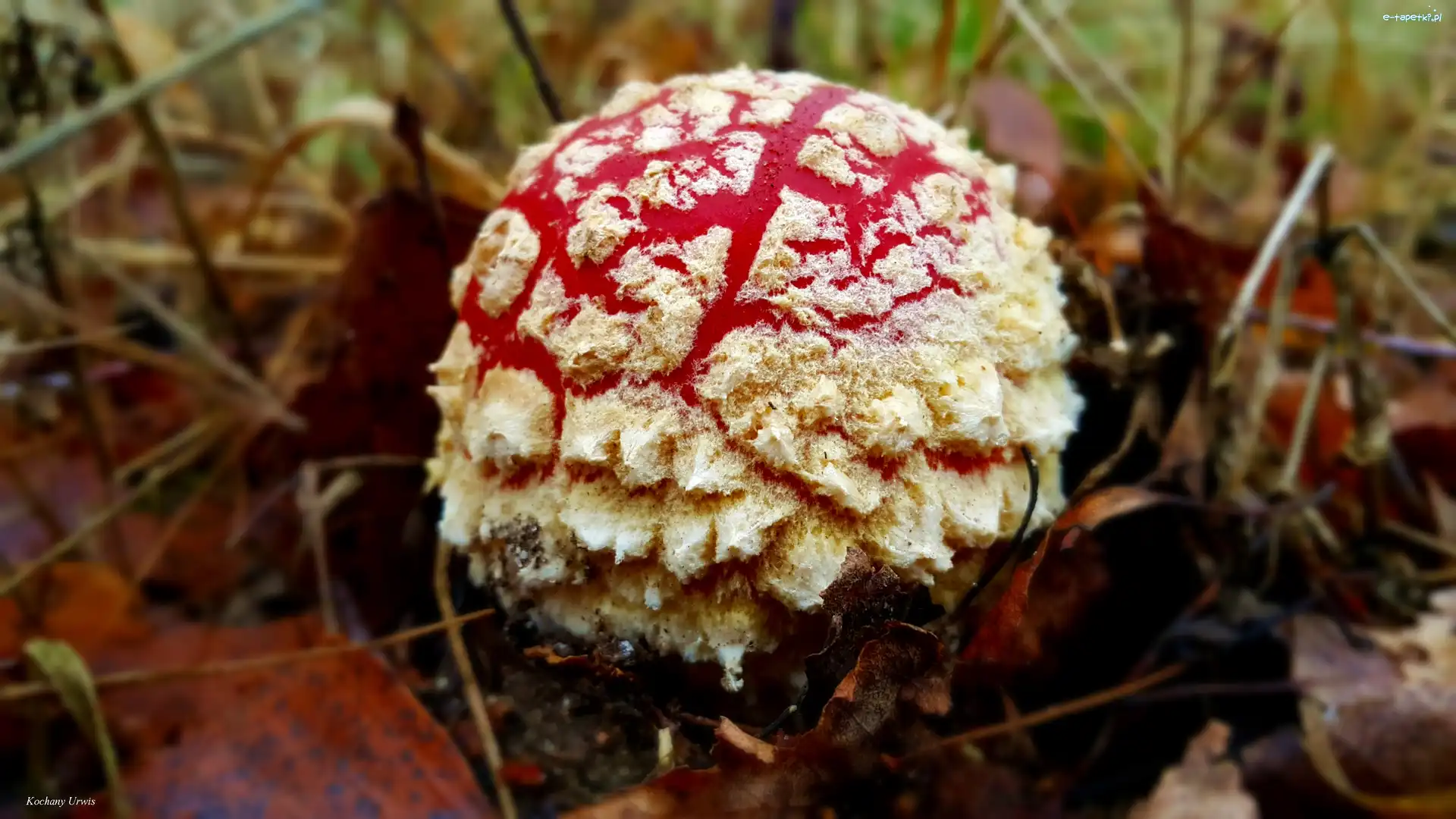 Liście, Muchomor