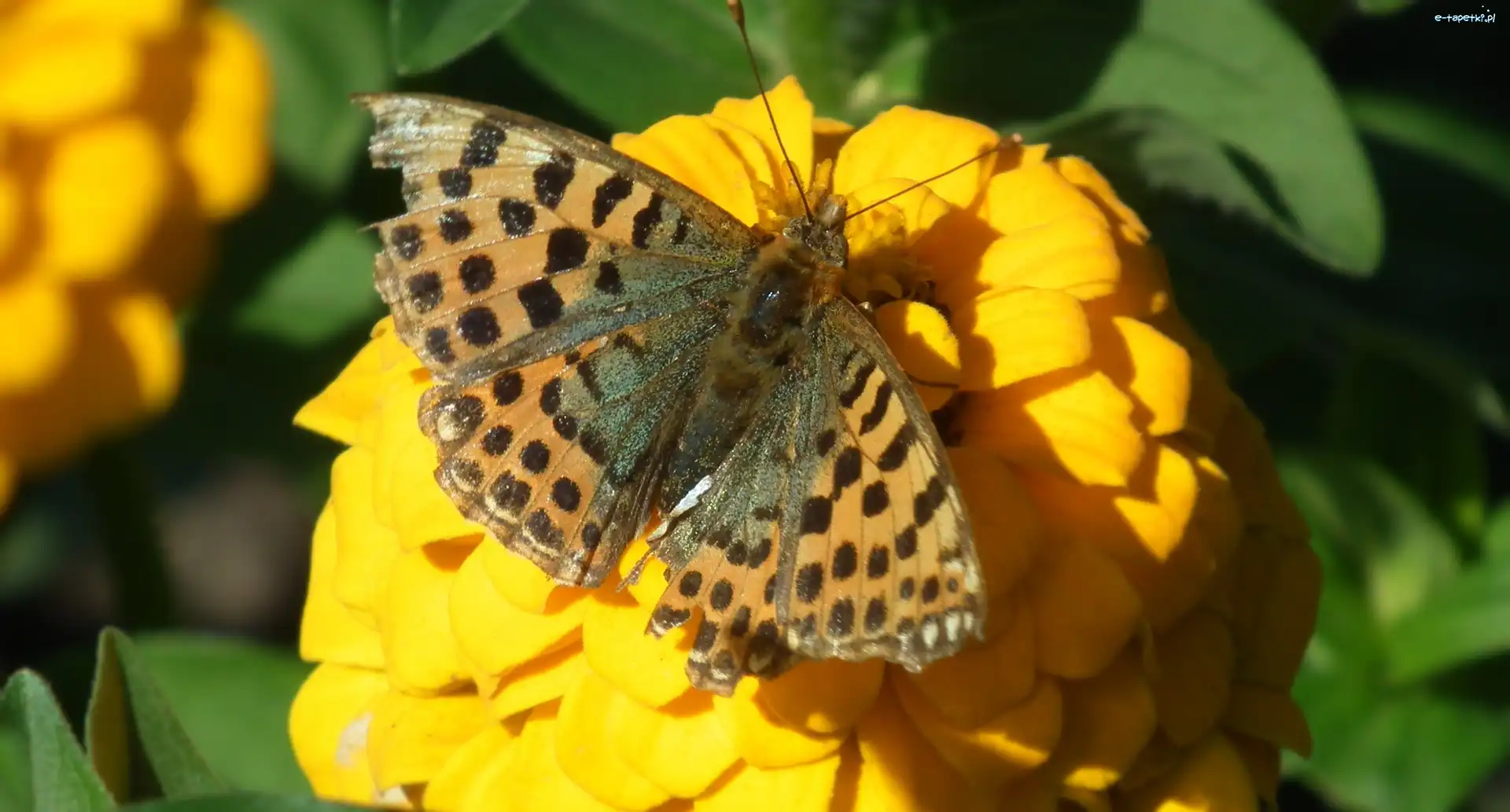 Motyl, Kwiat, Perłowiec malinowiec, Żółta, Cynia