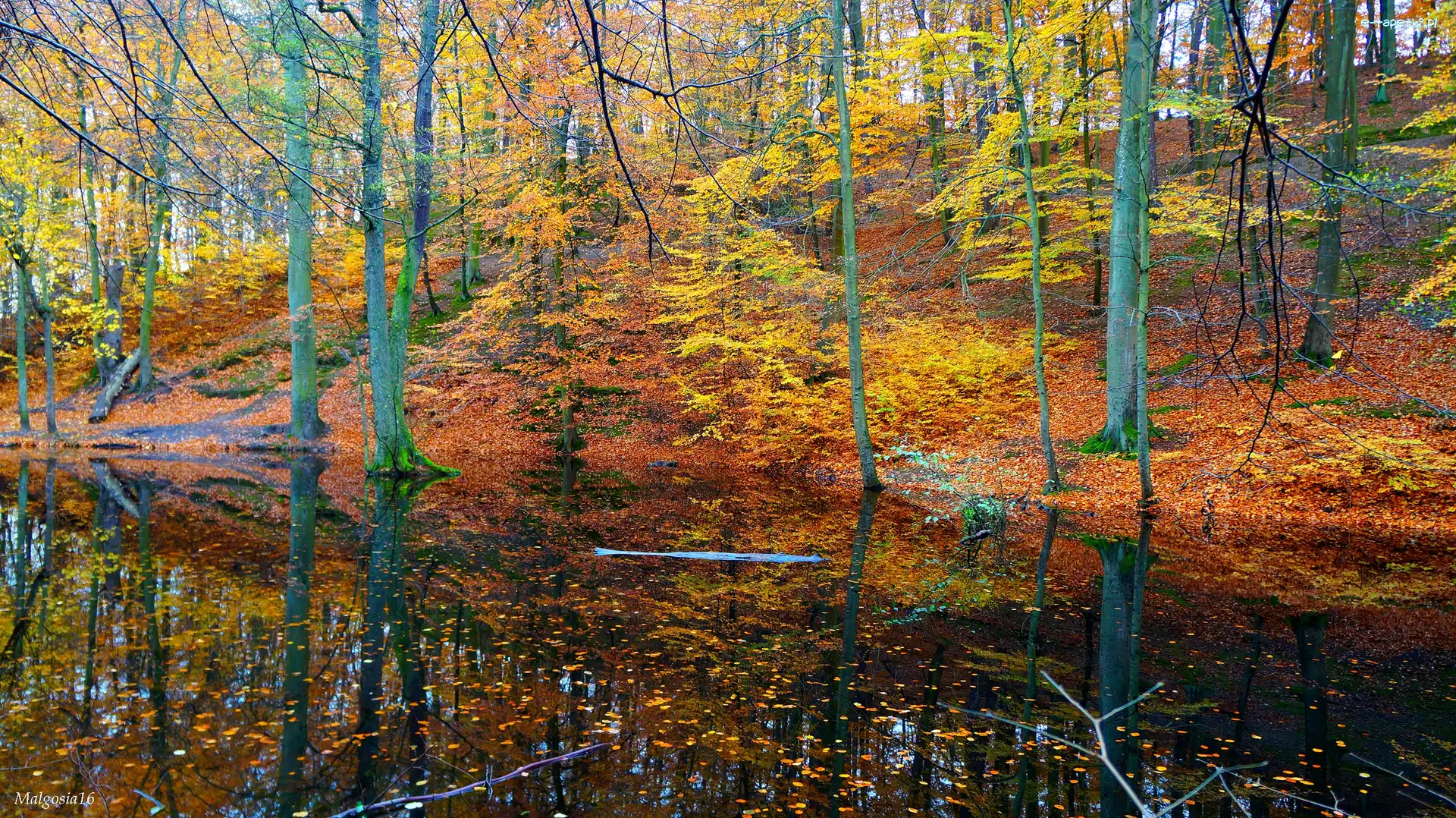 Jesień, Drzewa, Las, Woda, Staw