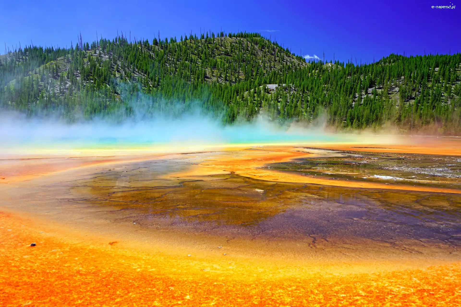 Las, Gorące źródło, Opary, Wzgórze, Park Narodowy Yellowstone, Stany Zjednoczone