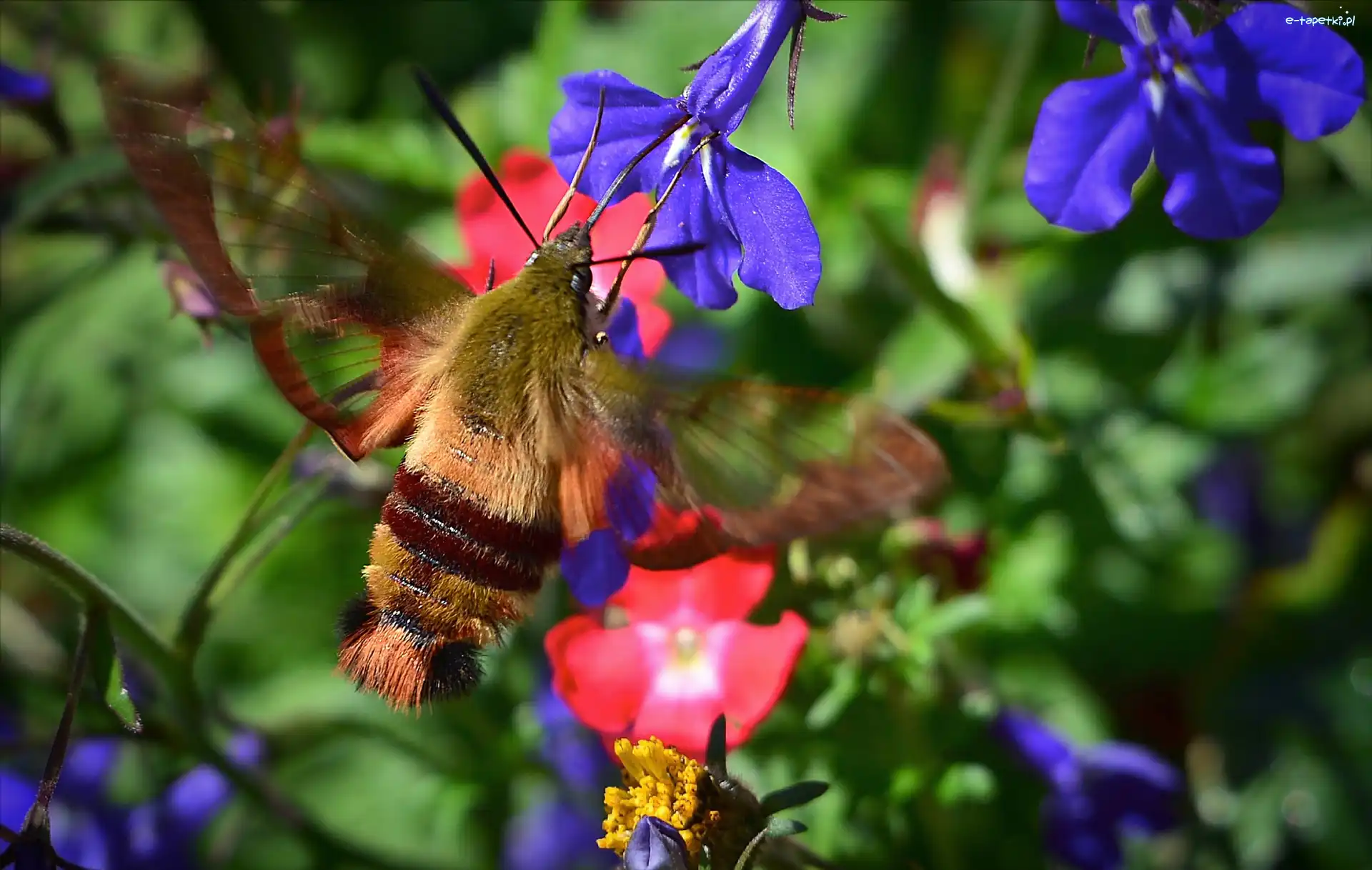 Motyl, Bujankowiec, Fruczak, Lobelia, Kwiaty