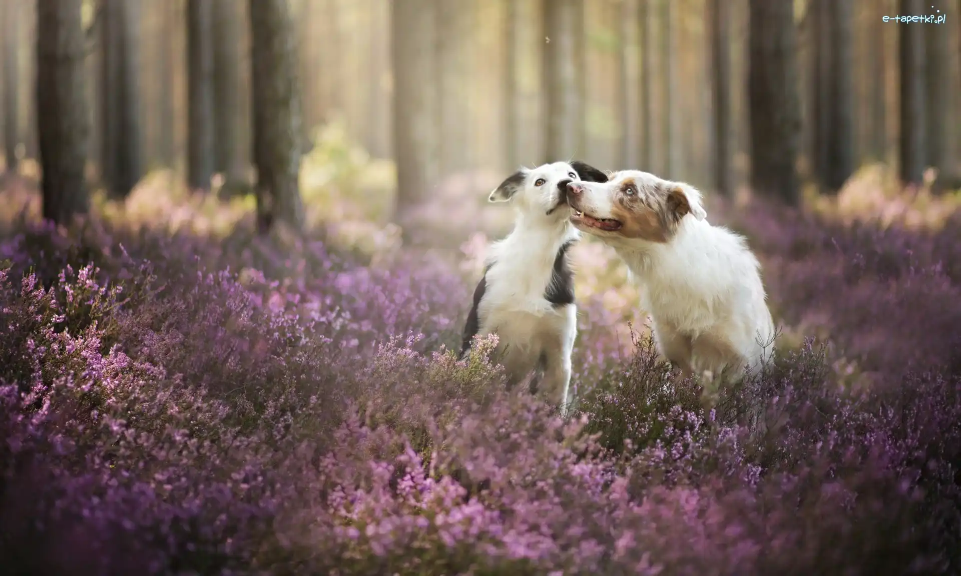 Wrzos, Las, Border collie