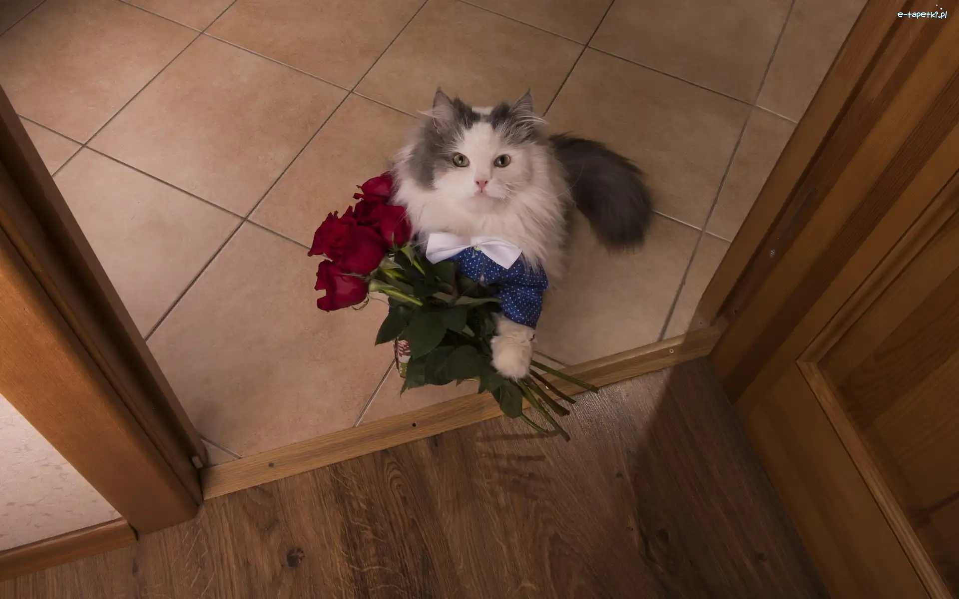 Bukiet, Maine coon, Ubranko, Kot, Szarobiały, Róże, Kwiaty