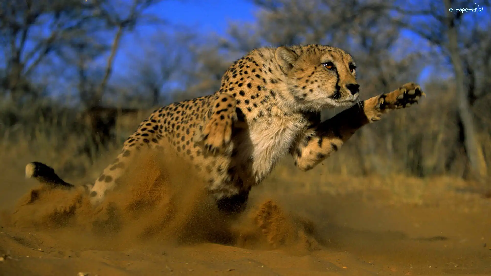 Bieg, Gepard