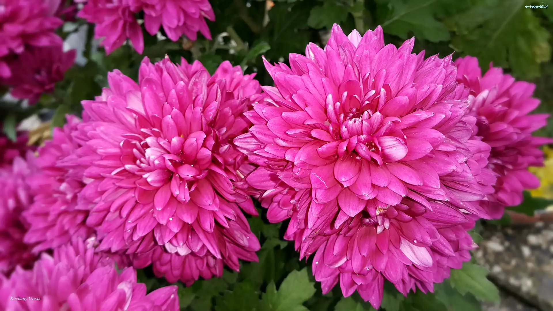 Purpurowe, Chryzantemy