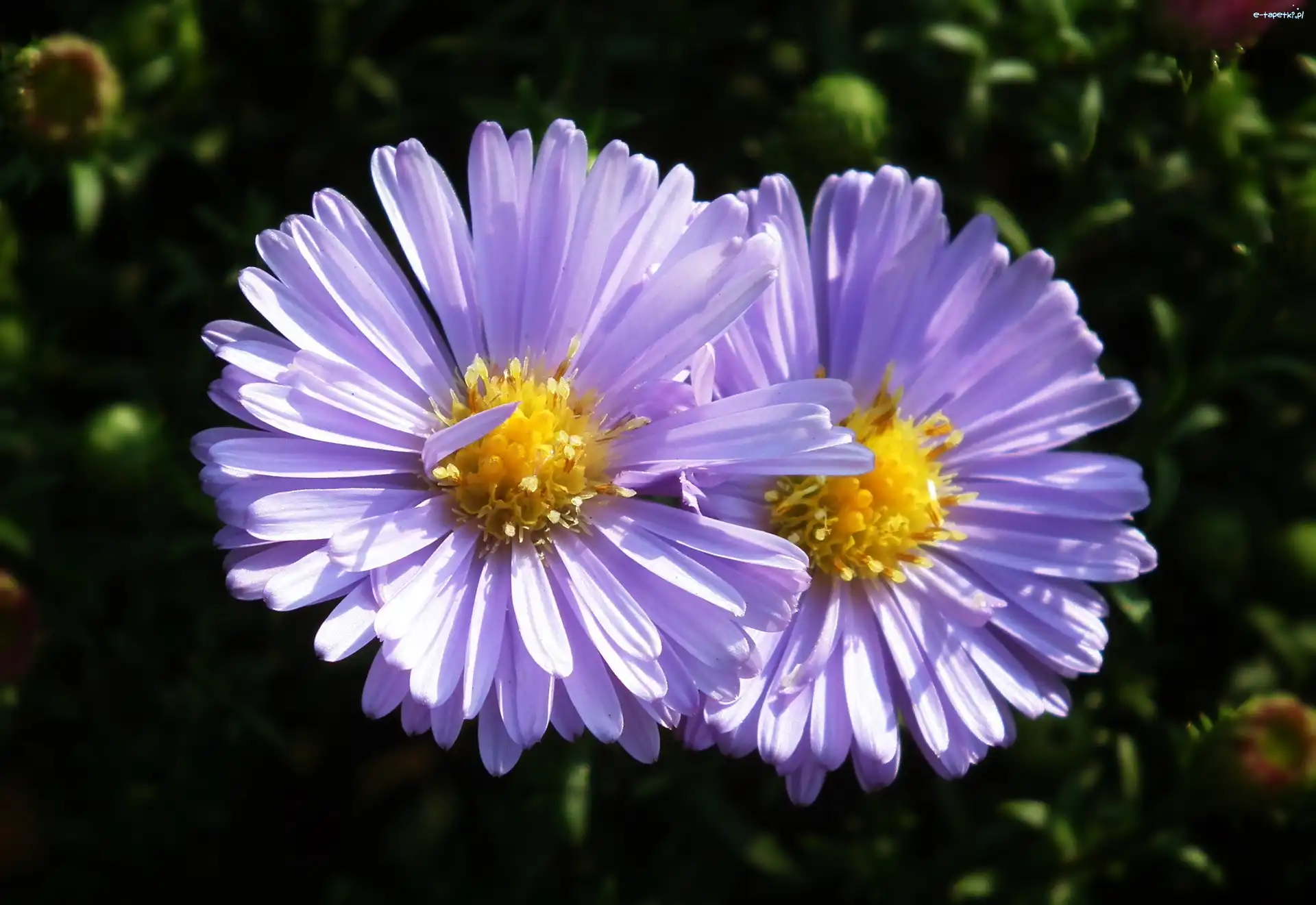 Kwiat, Fioletowy, Aster, Przyroda