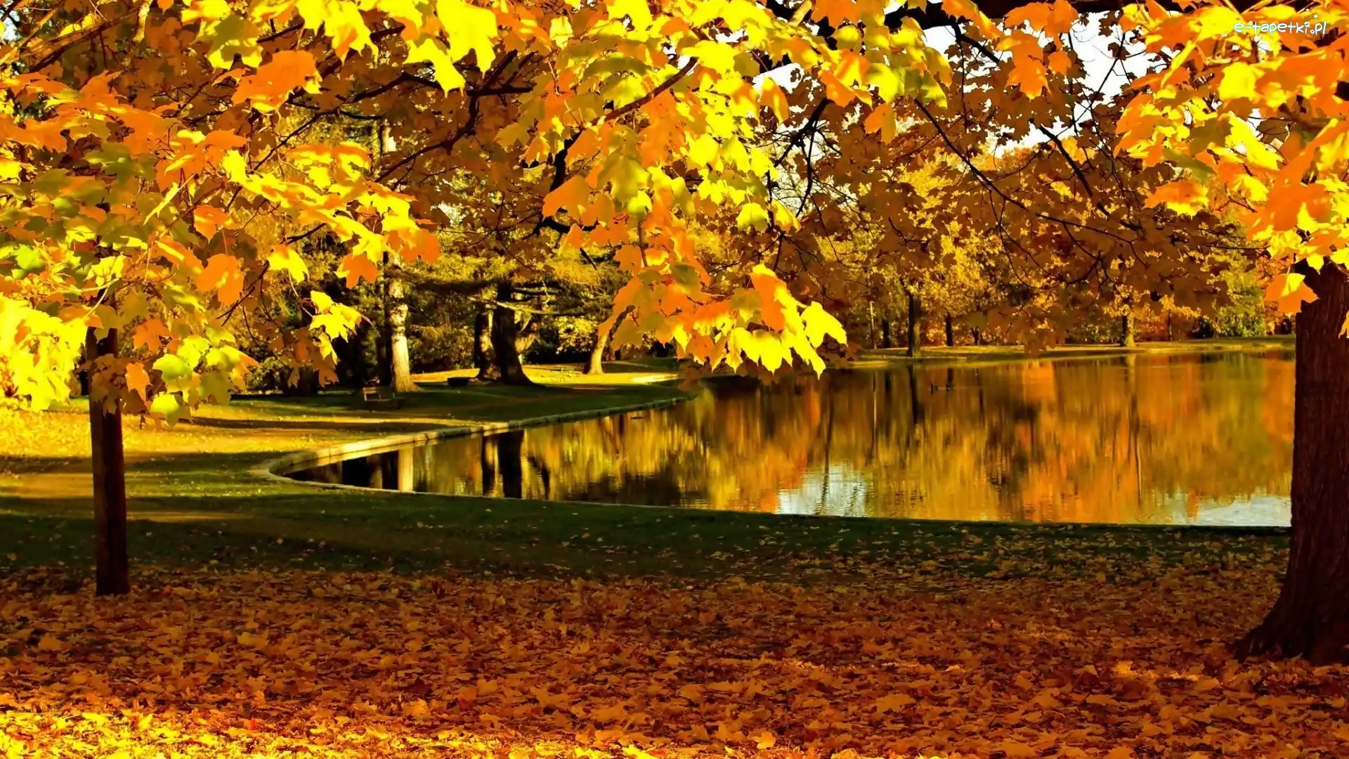 Liście, Drzewa, Jesień, Złota, Ławki, Staw, Słoneczna, Park