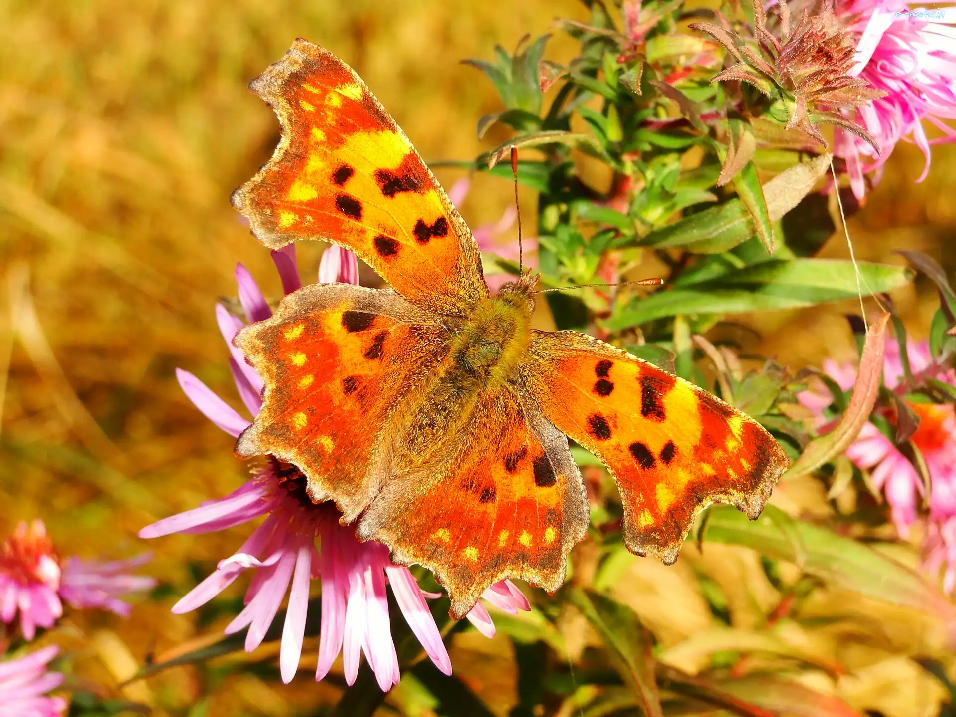 Motyl, Rusałka ceik