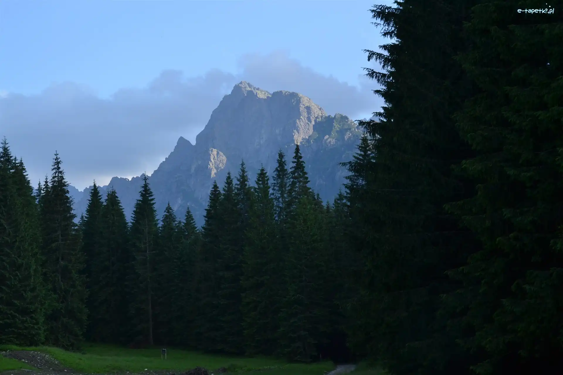 Dolina Białej Wody, Las, Góry, Tatry