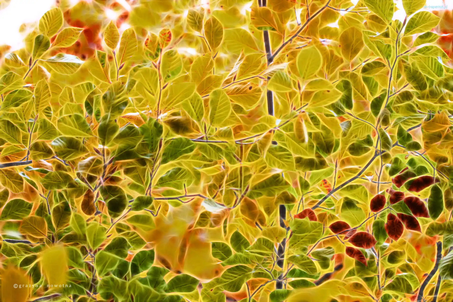 Liście, Fractalius